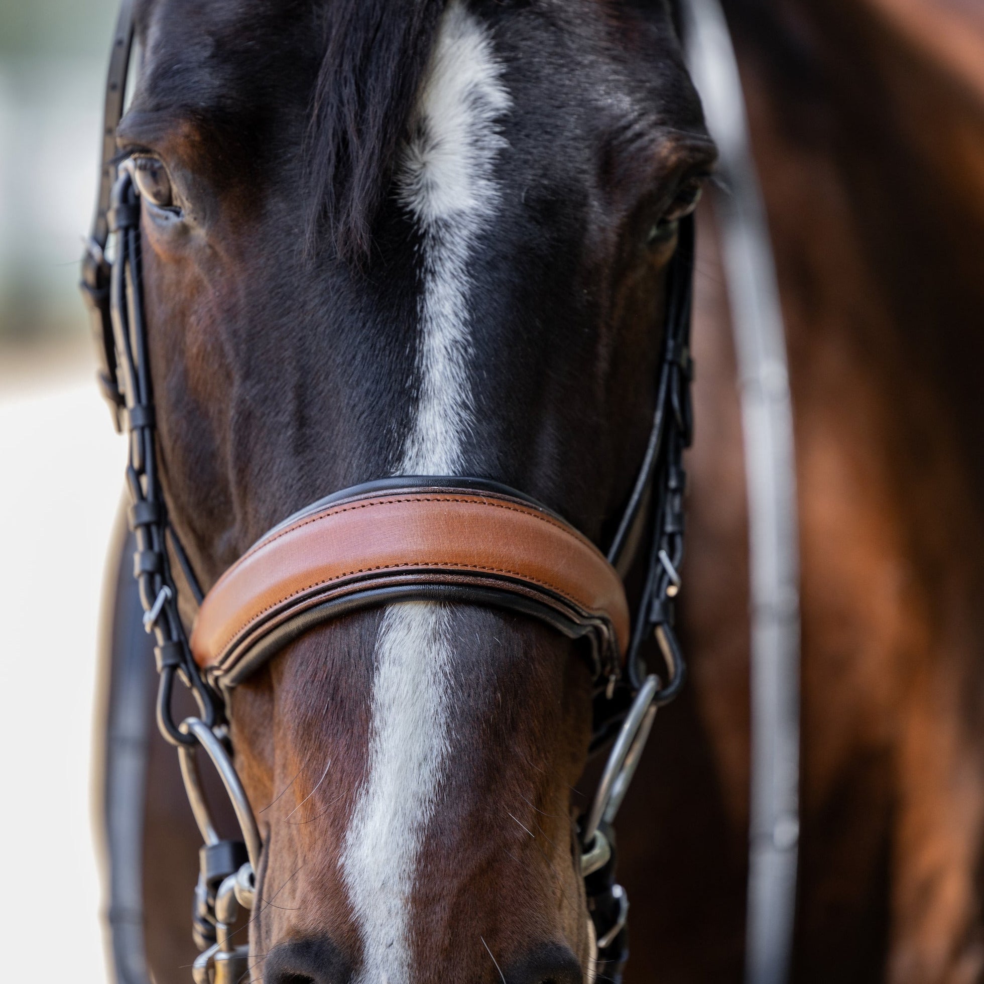 Halter Ego Madrid - Cognac Leather Snaffle Bridle With Flash - Halter Ego® - Equiluxe Tack