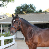Halter Ego Manhattan Limited Edition Black Leather Halter with Metallic Gunmetal Gray Padding & Gunmetal Glitter Piping - Halter Ego® - Equiluxe Tack