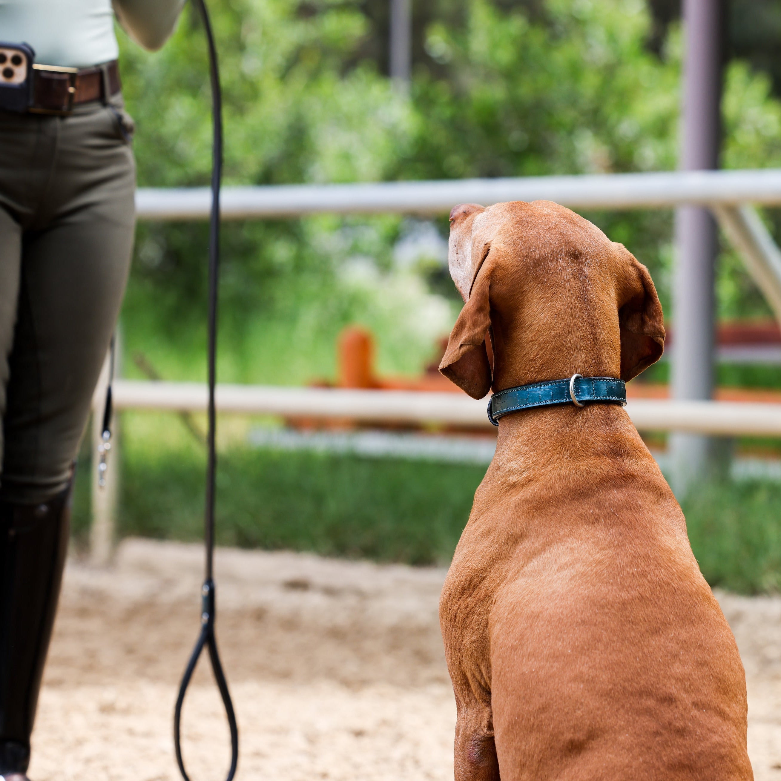 Halter Ego® Metallic Teal Croc Leather Dog Collar - Halter Ego® - Equiluxe Tack