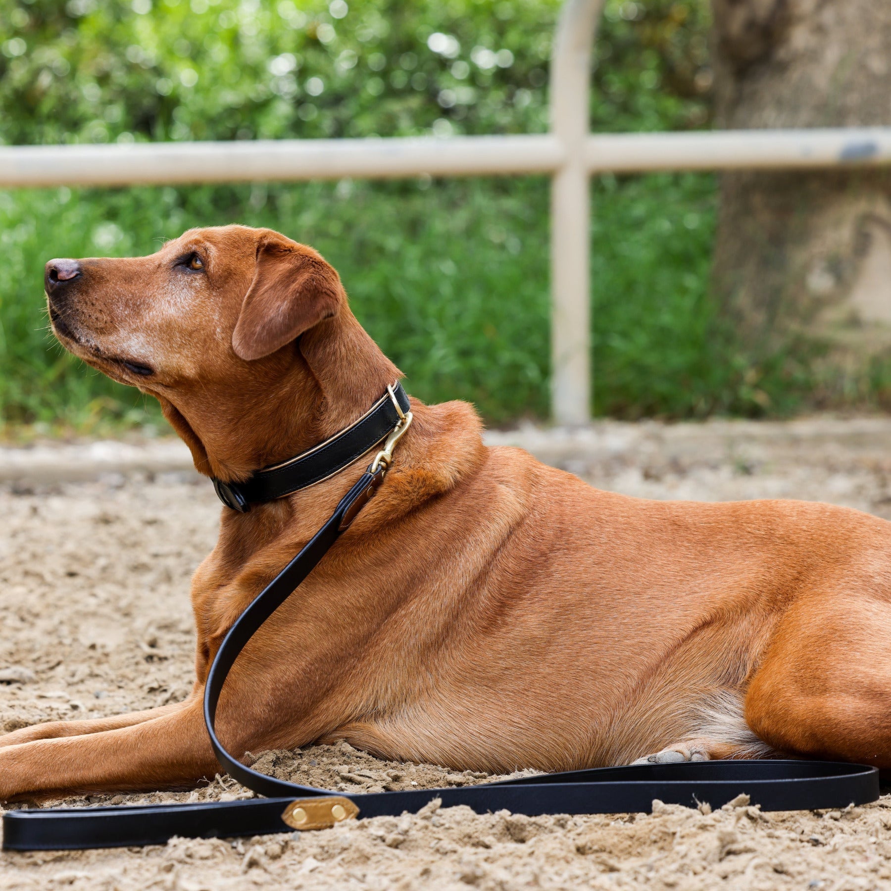 Halter Ego® Milan - Black Leather & Burnished Gold Trim Dog Collar - Halter Ego® - Equiluxe Tack