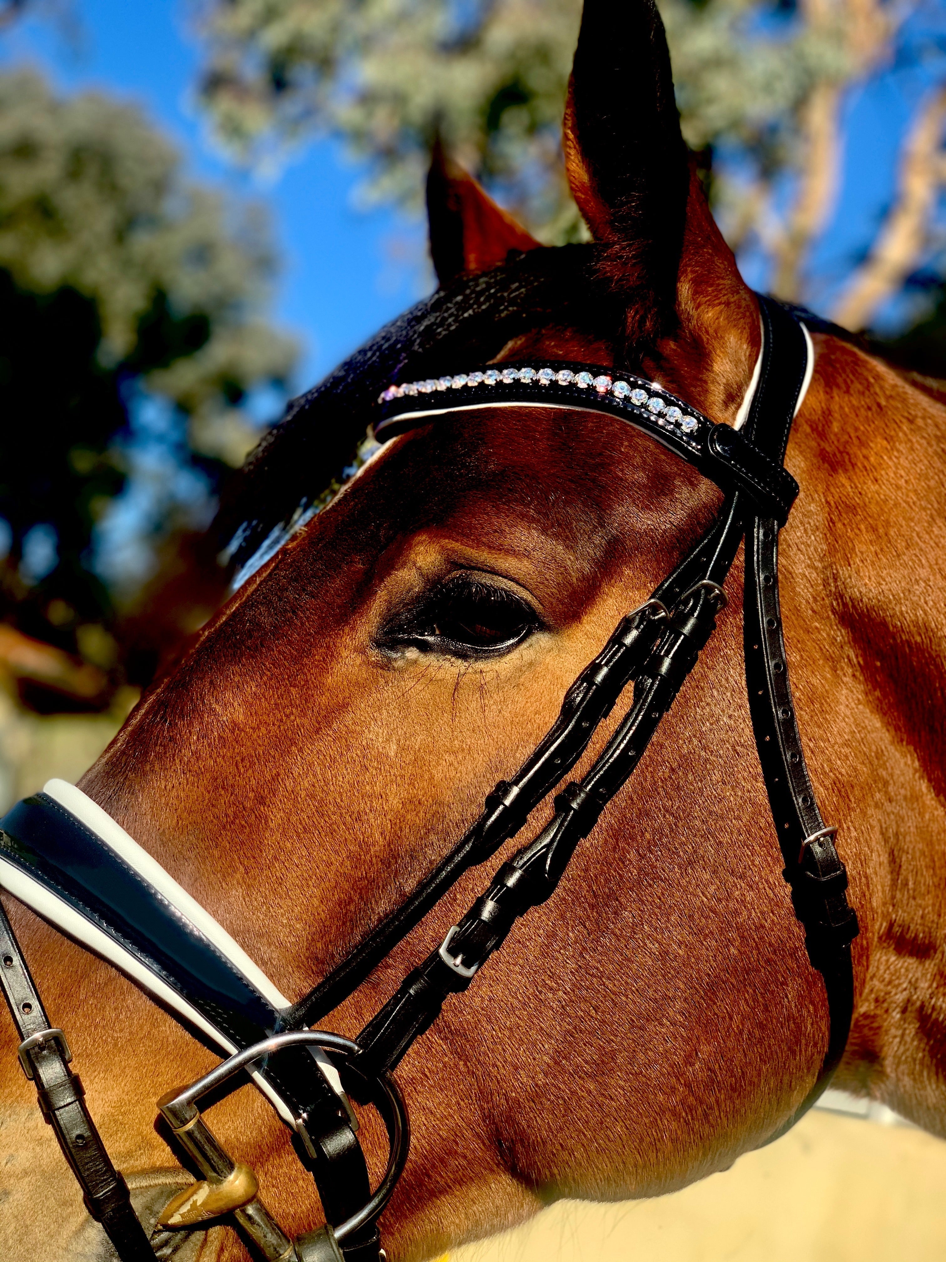 Halter Ego Monaco Rolled Leather Black Patent Snaffle Bridle - Halter Ego® - Equiluxe Tack