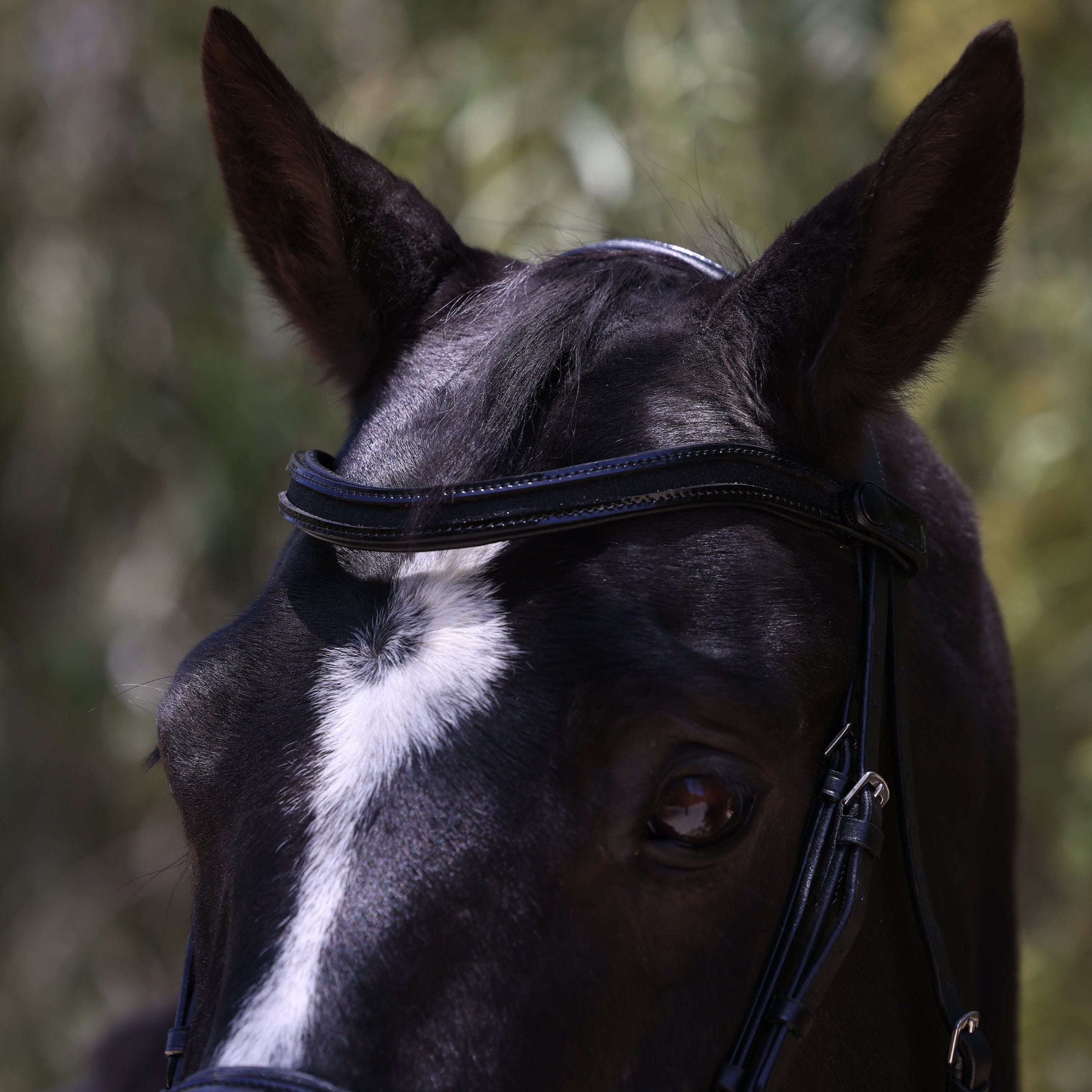 Halter Ego Natalia Black Patent Snaffle Bridle - Black Shimmer - Halter Ego® - Equiluxe Tack