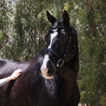 Halter Ego Natalia Black Patent Snaffle Bridle - Black Shimmer - Halter Ego® - Equiluxe Tack