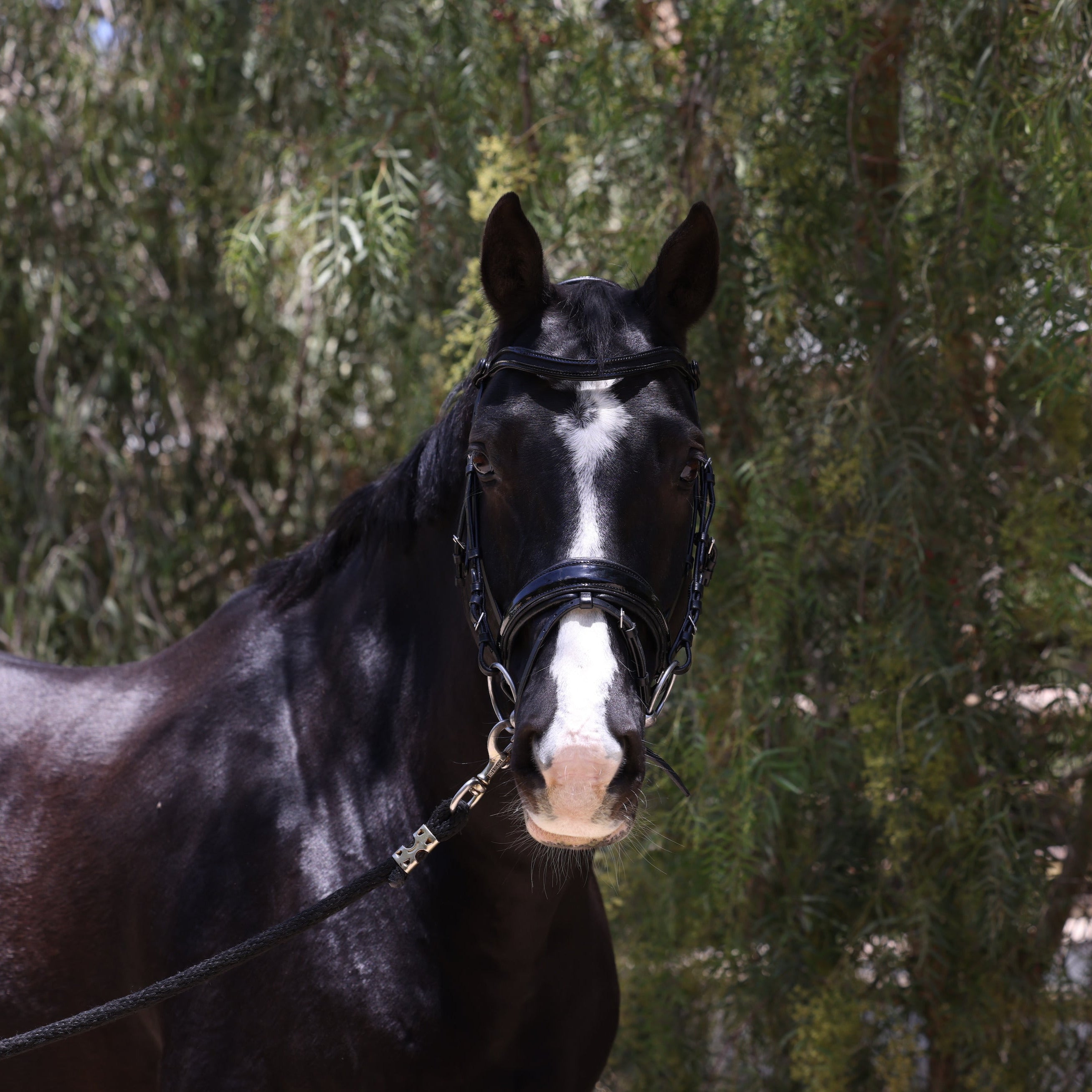 Halter Ego Natalia Black Patent Snaffle Bridle - Black Shimmer - Halter Ego® - Equiluxe Tack