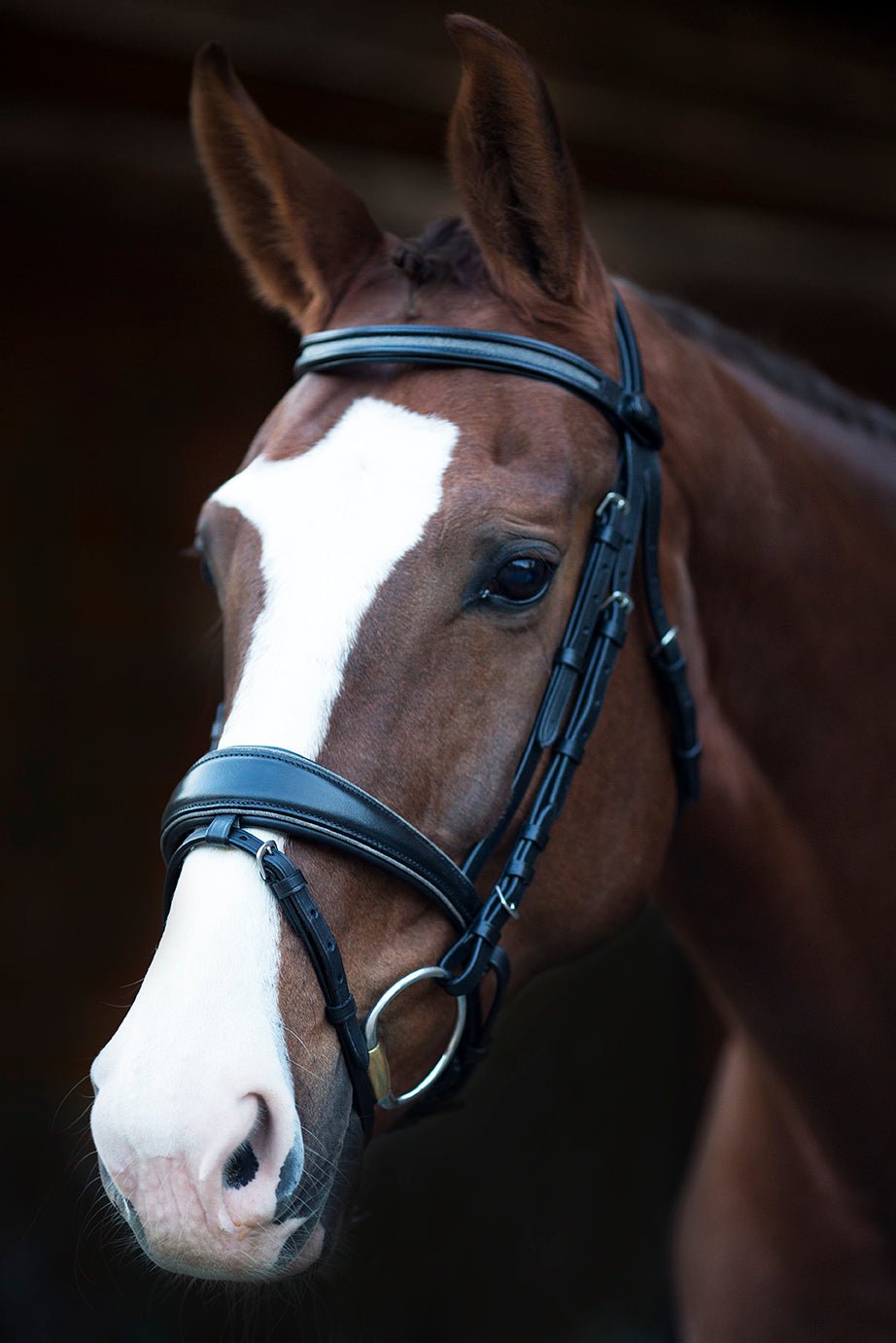 Halter Ego Natalia Snaffle Bridle - Gunmetal Shimmer - Halter Ego® - Equiluxe Tack