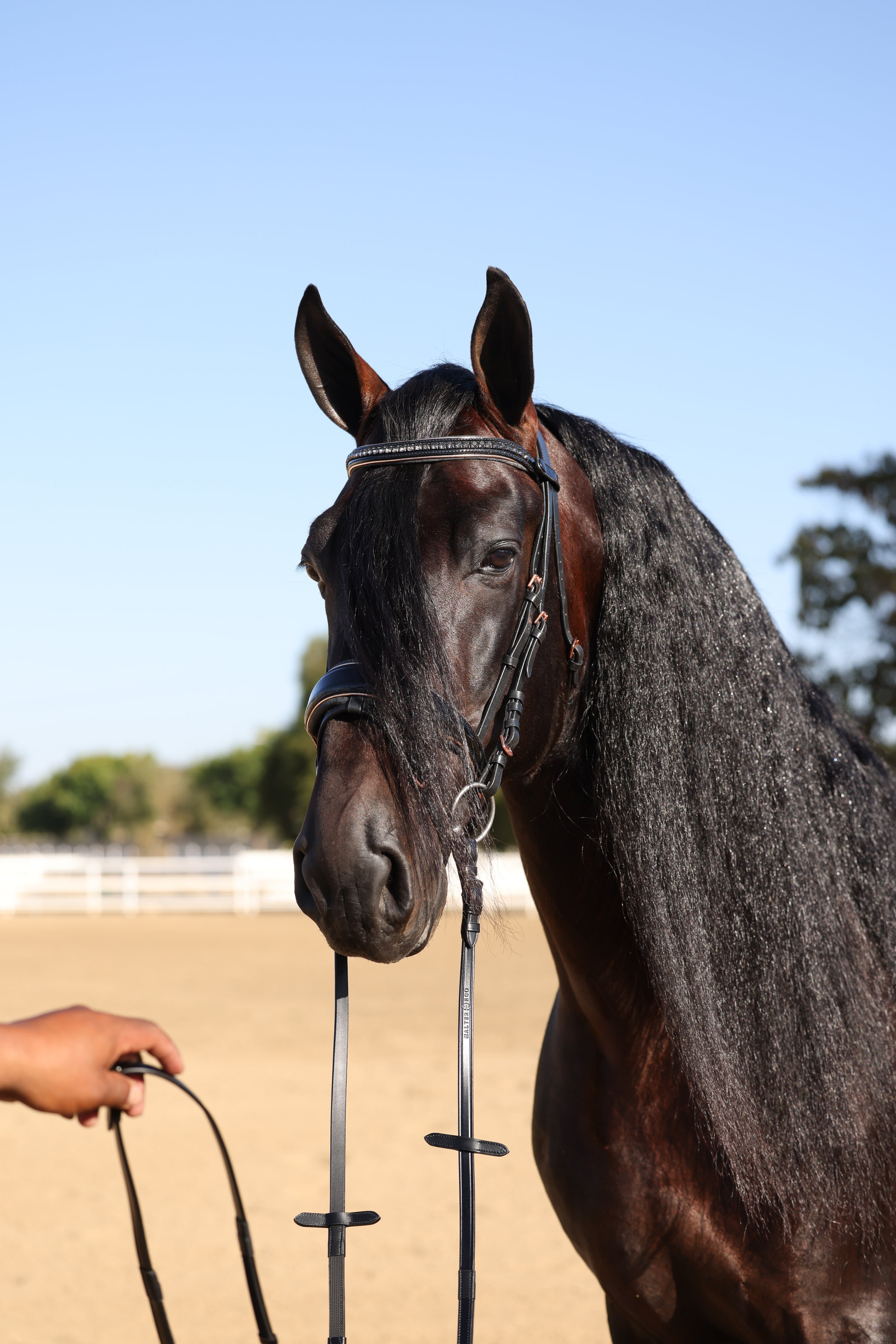 Halter Ego New Yorker Rose Gold Black Patent Snaffle Bridle - Halter Ego® - Equiluxe Tack