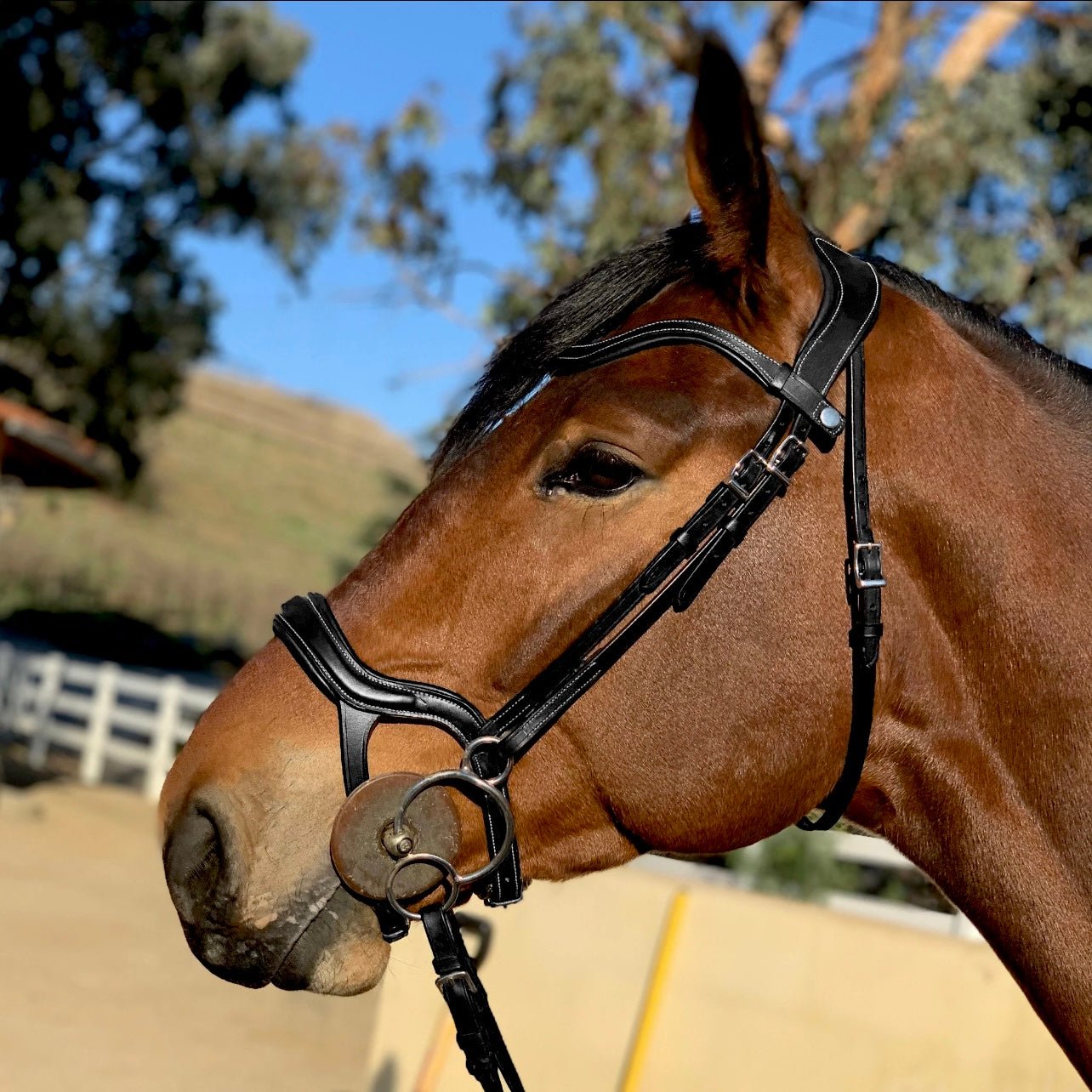 Halter Ego Remington - Black Leather Anatomical Jumper Bridle - Halter Ego® - Equiluxe Tack