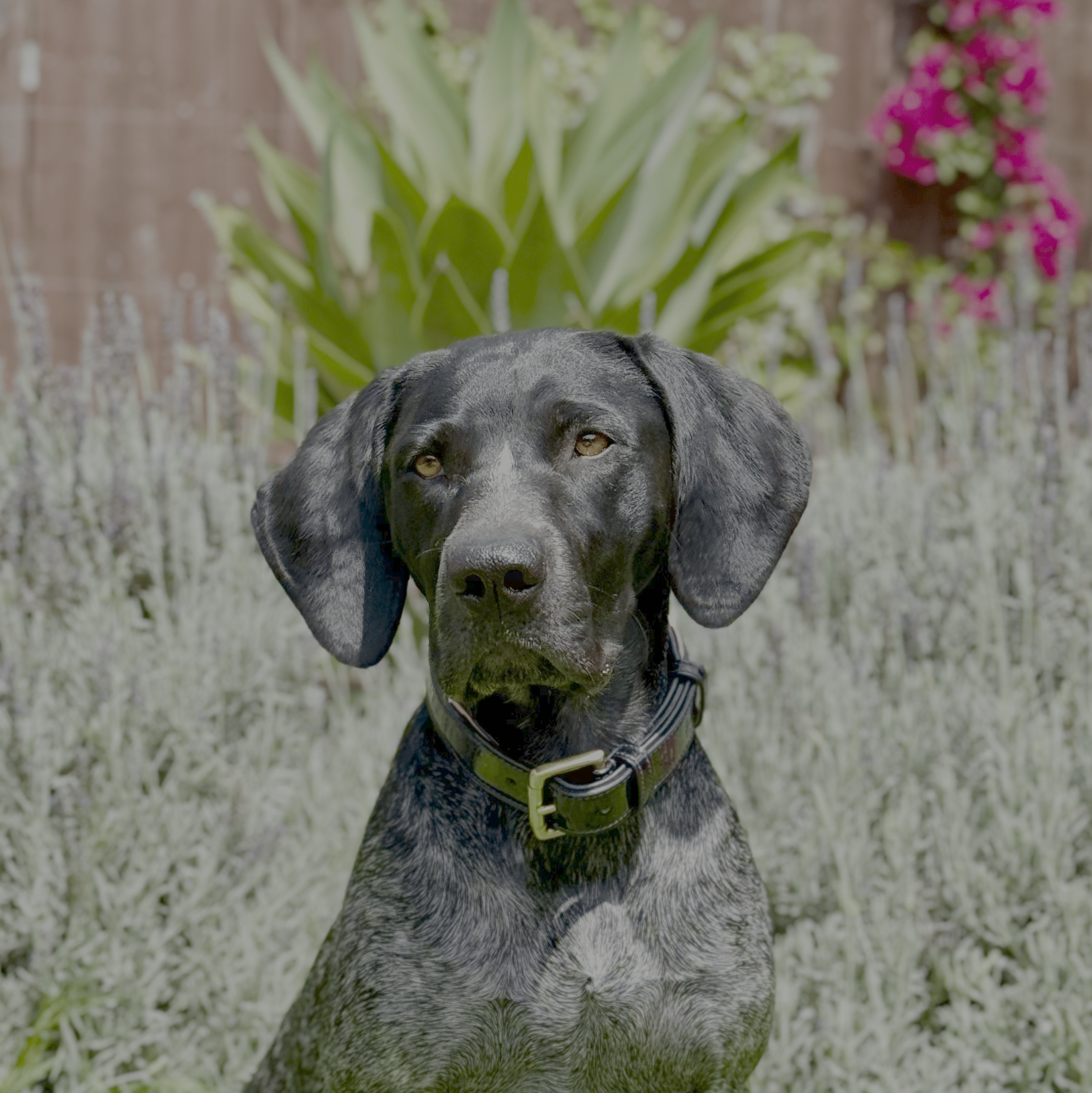Halter Ego Revolution Patent Blue Leather Dog Collar - Equiluxe Tack