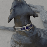 Halter Ego Revolution Patent Blue Leather Dog Collar - Equiluxe Tack