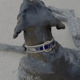 Halter Ego Revolution Patent Blue Leather Dog Collar - Equiluxe Tack