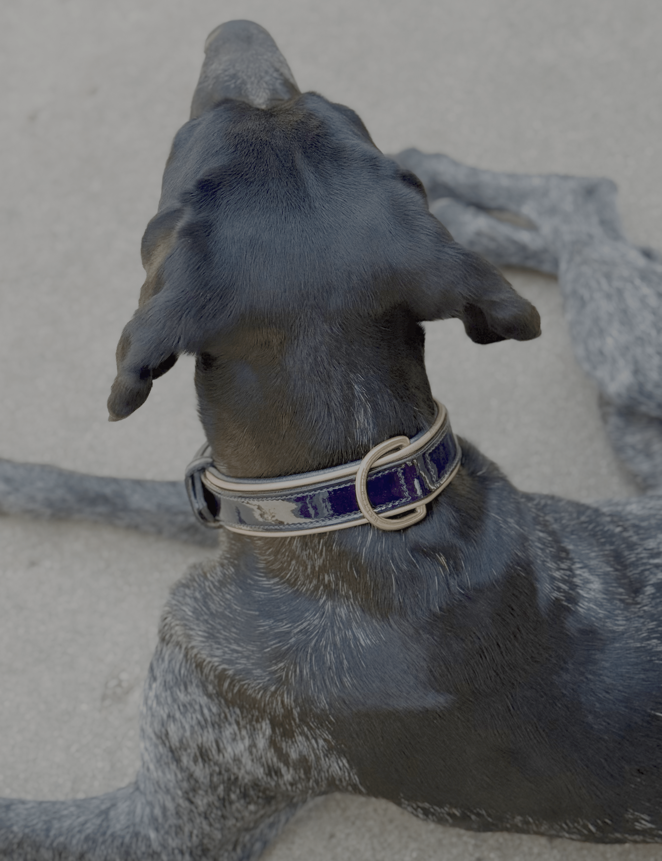 Halter Ego Revolution Patent Blue Leather Dog Collar - Equiluxe Tack
