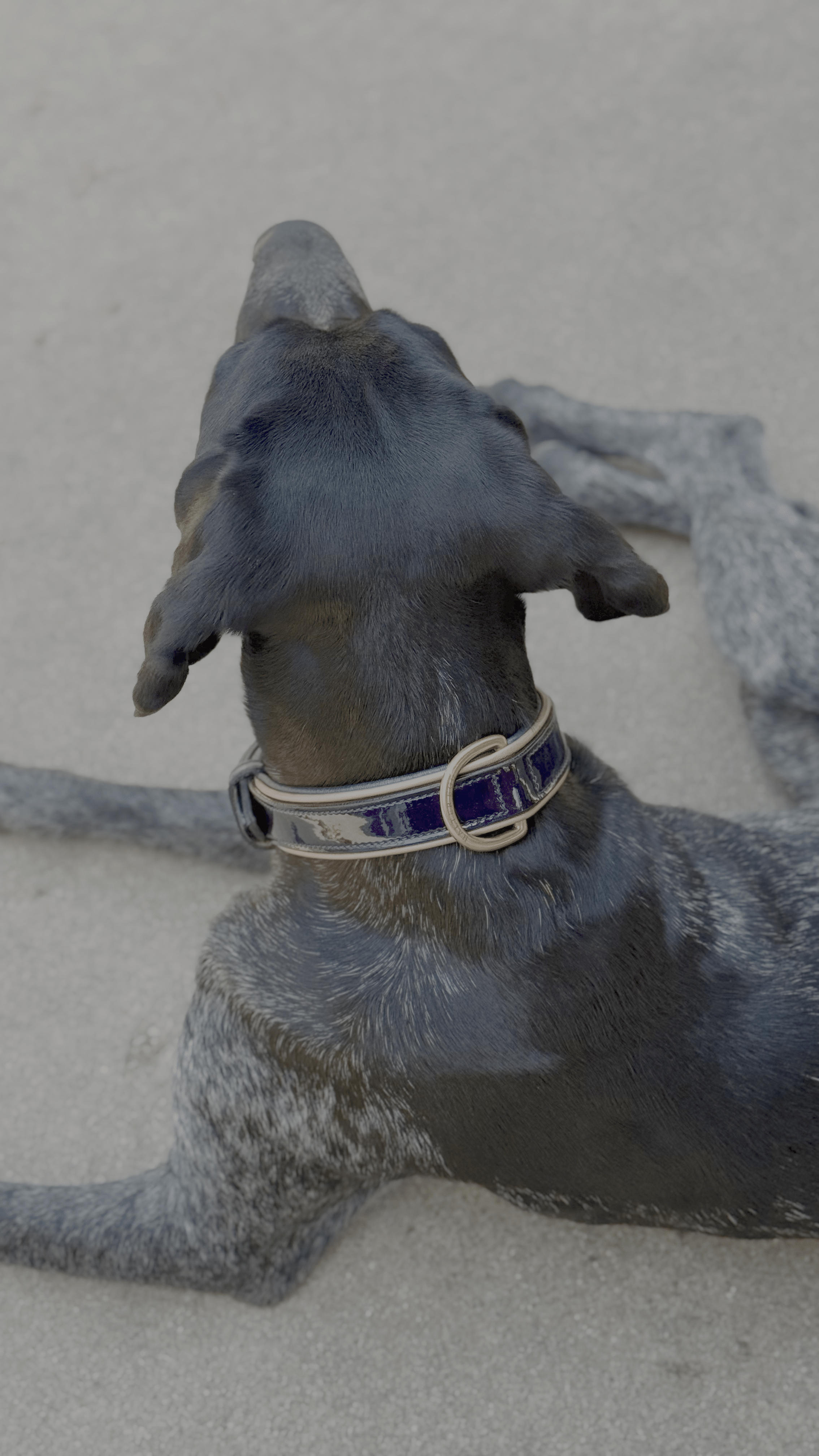 Halter Ego Revolution Patent Blue Leather Dog Collar - Equiluxe Tack