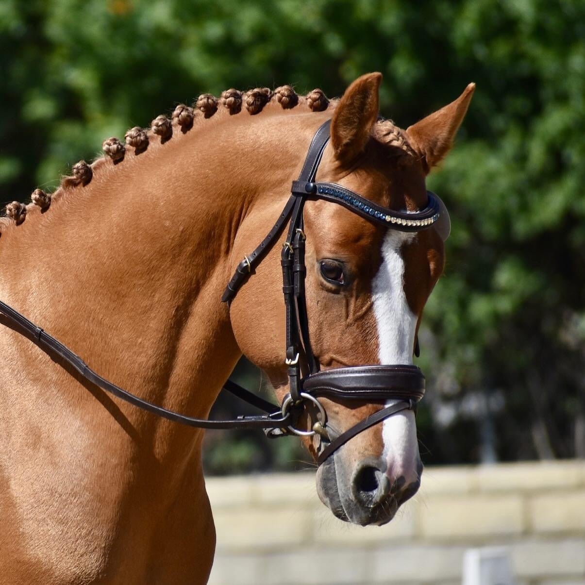 Halter Ego Scirocco - Maple Brown Leather Snaffle with Metallic Navy Padding and Bronze Glitter Piping - Halter Ego® - Equiluxe Tack