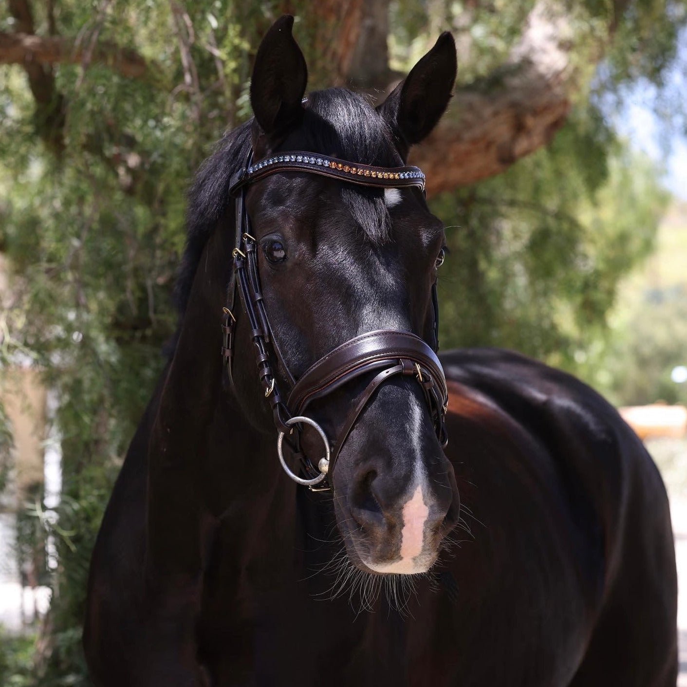 Halter Ego Scirocco - Maple Brown Leather Snaffle with Metallic Navy Padding and Bronze Glitter Piping - Halter Ego® - Equiluxe Tack