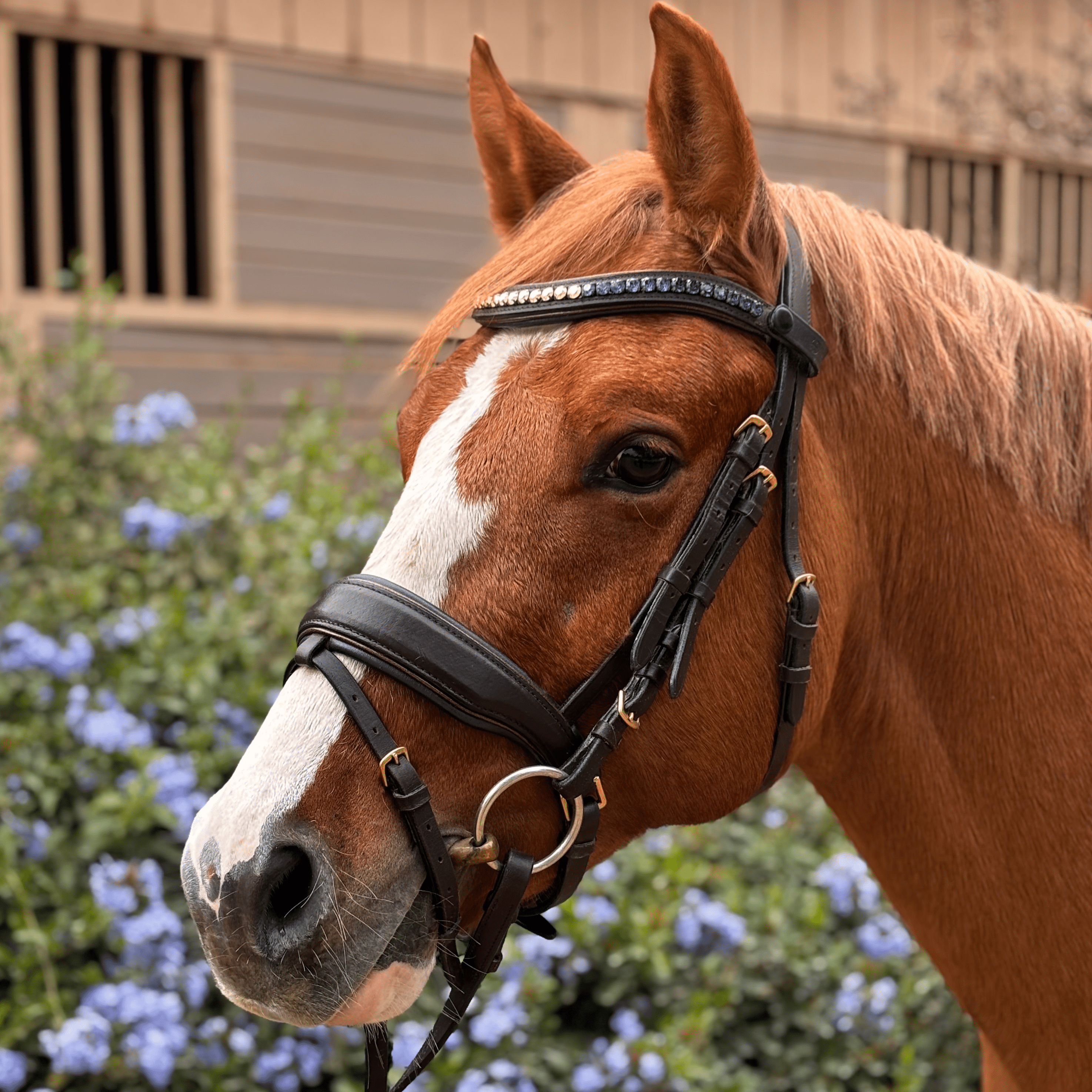 Halter Ego Scirocco - Maple Brown Leather Snaffle with Metallic Navy Padding and Bronze Glitter Piping - Halter Ego® - Equiluxe Tack
