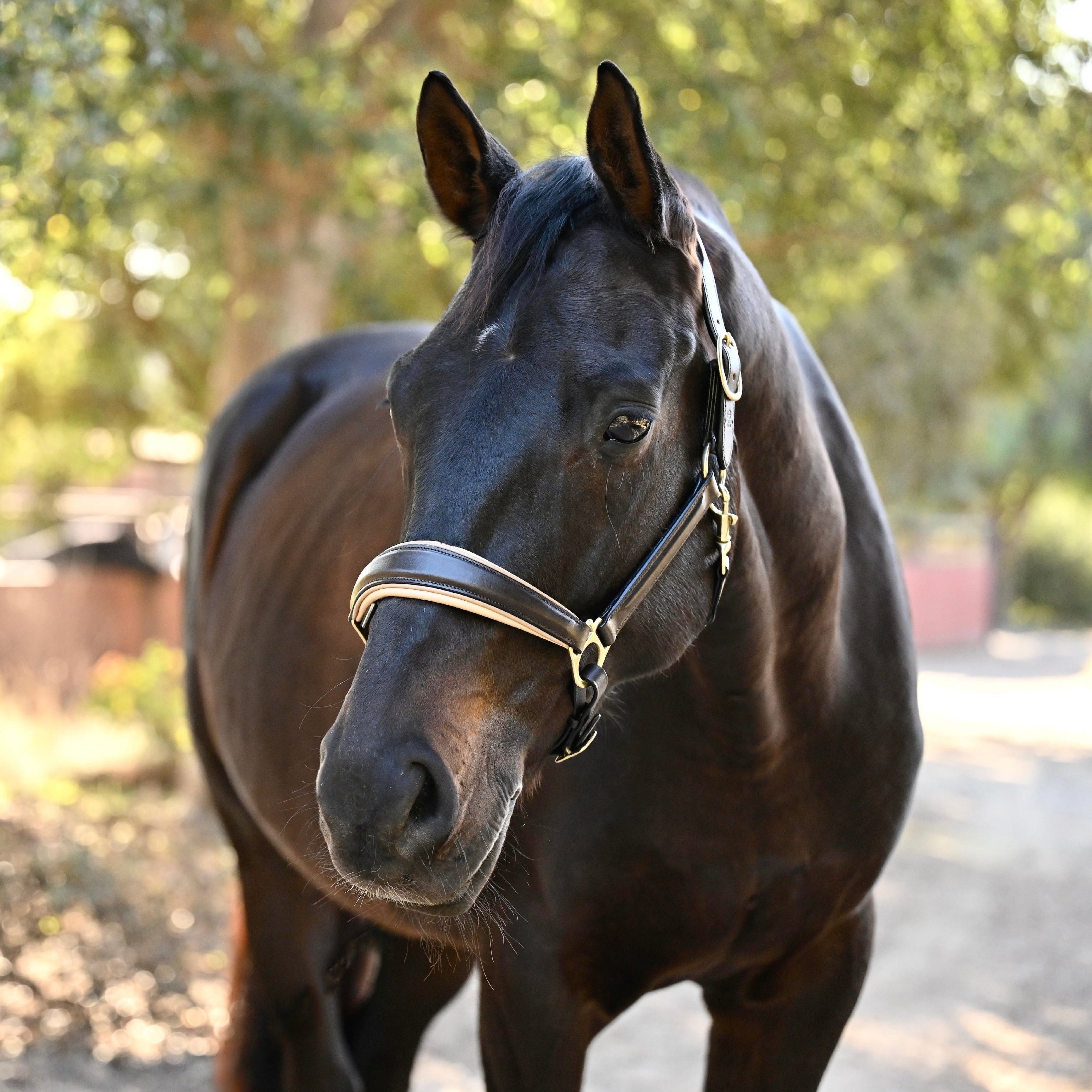 Halter Ego Sierra Brown Leather Halter - Halter Ego® - Equiluxe Tack