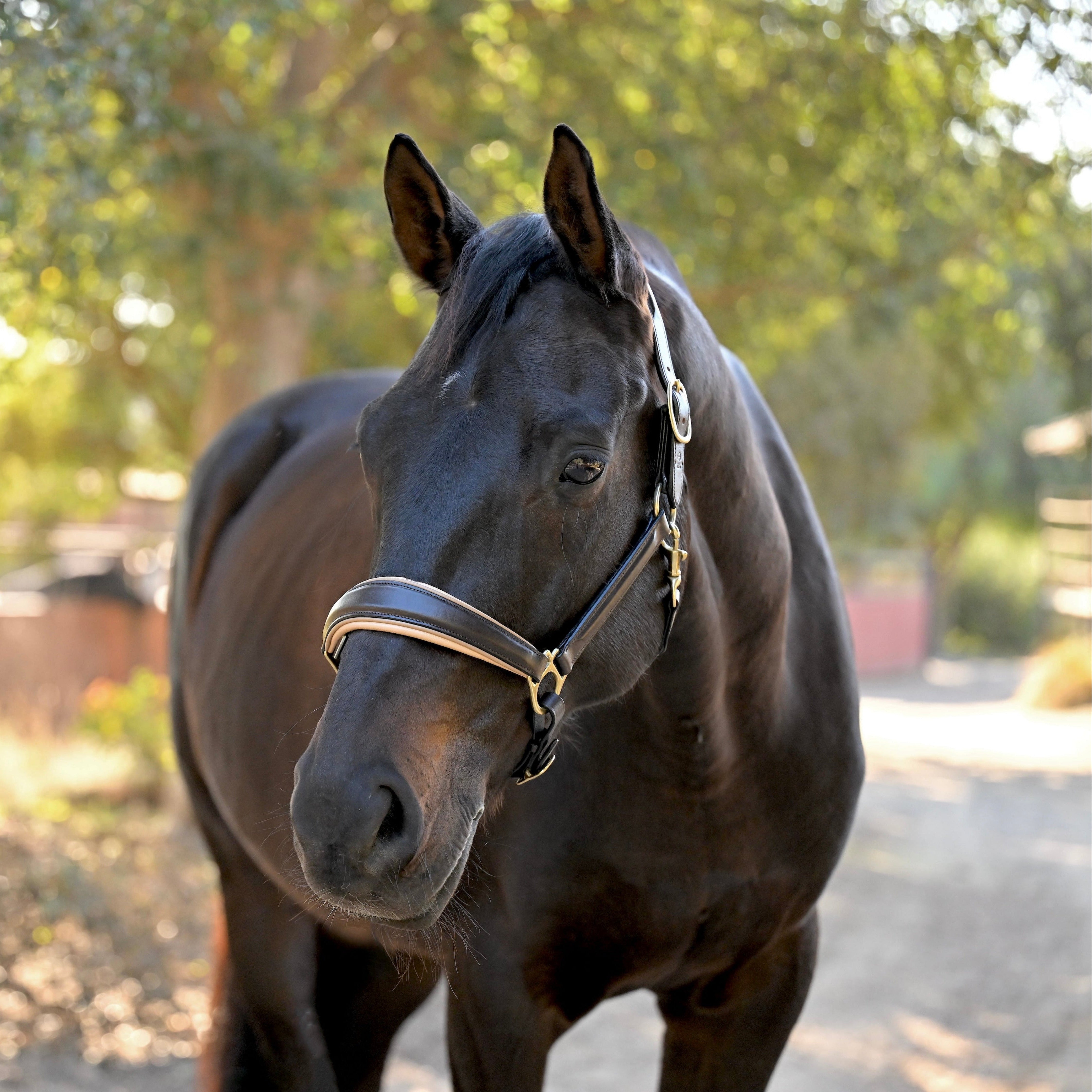 Halter Ego Sierra Brown Leather Halter - Halter Ego® - Equiluxe Tack