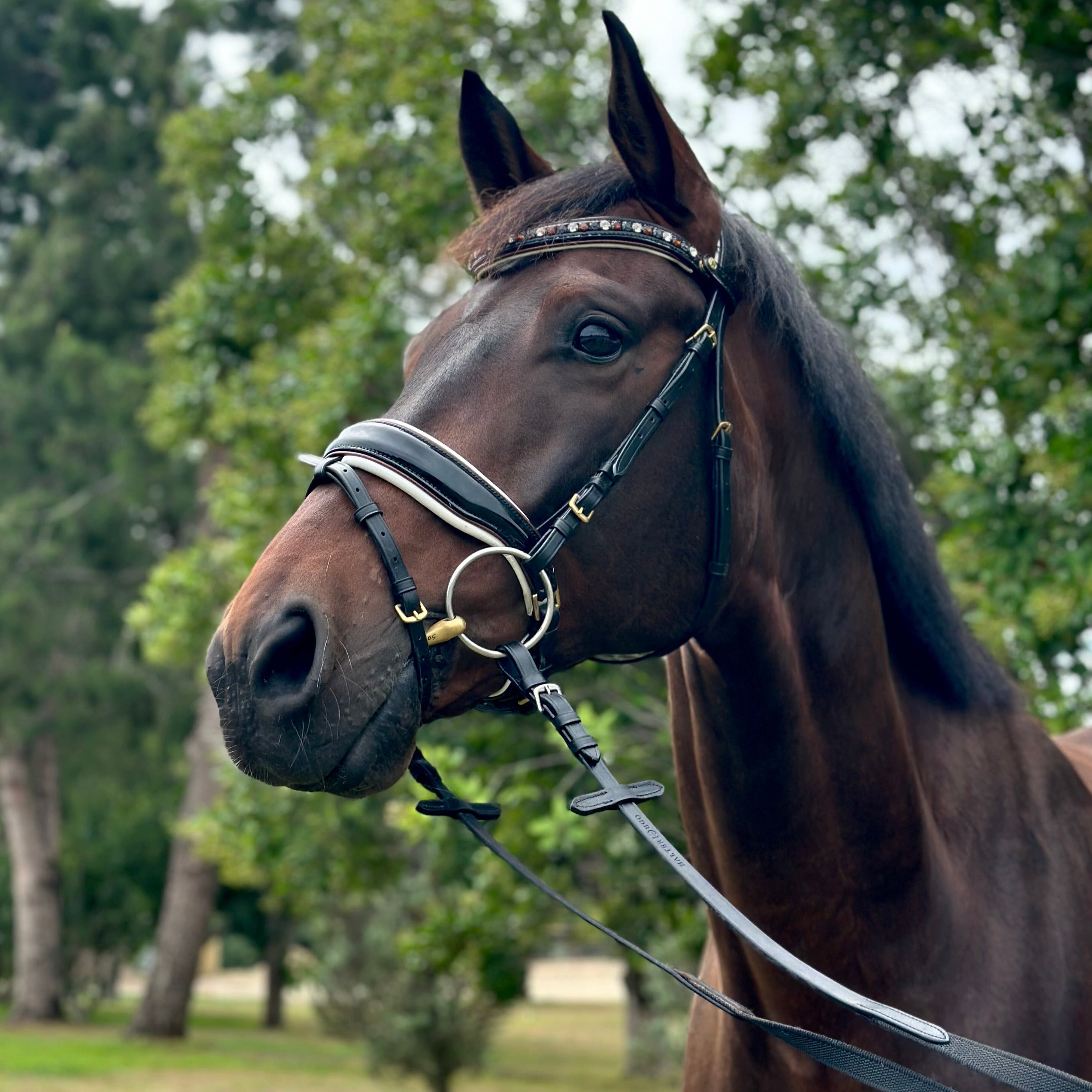 Halter Ego Taos Black Patent Snaffle Bridle - Halter Ego® - Equiluxe Tack