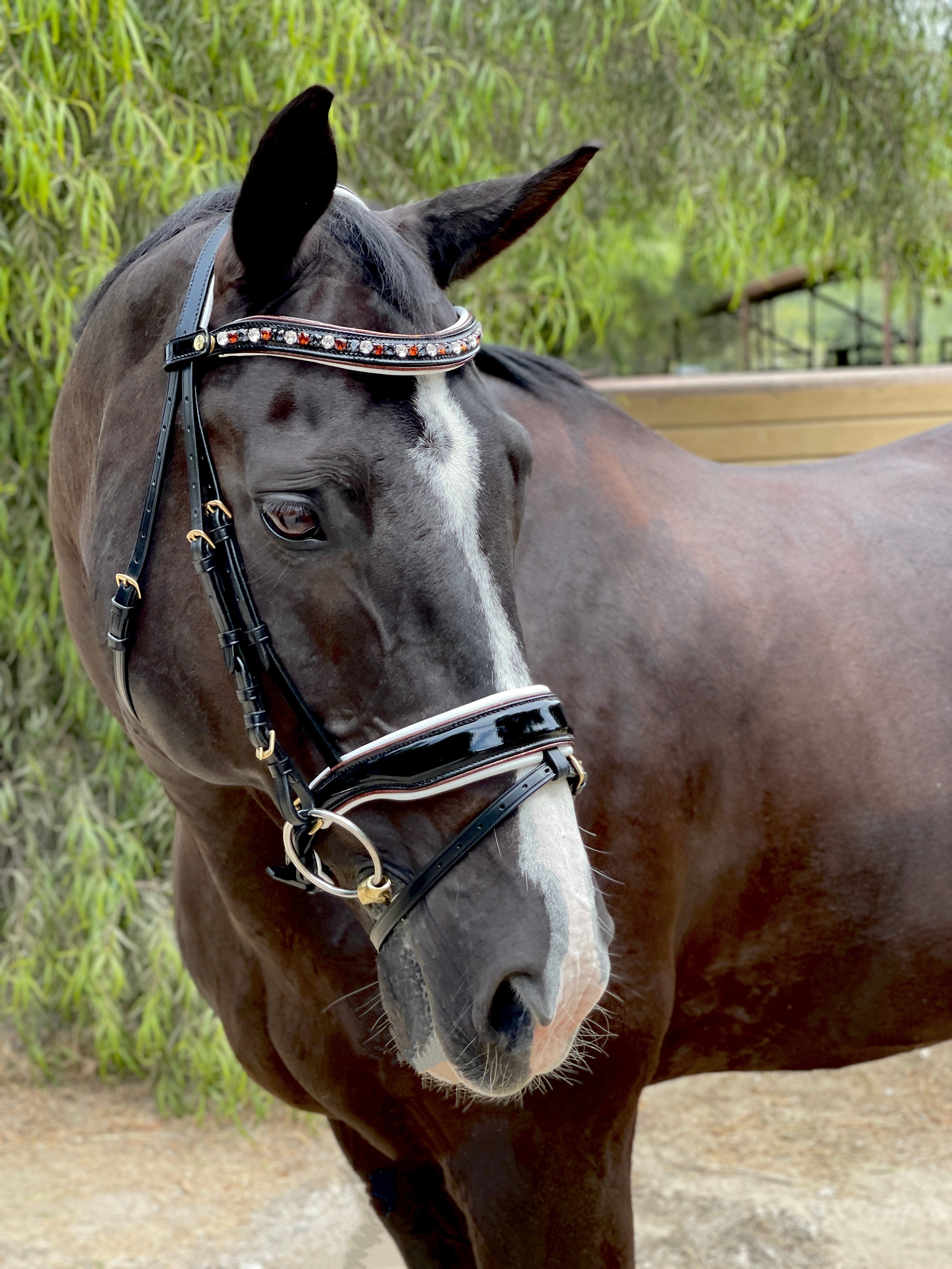 Halter Ego Taos Black Patent Snaffle Bridle - Halter Ego® - Equiluxe Tack