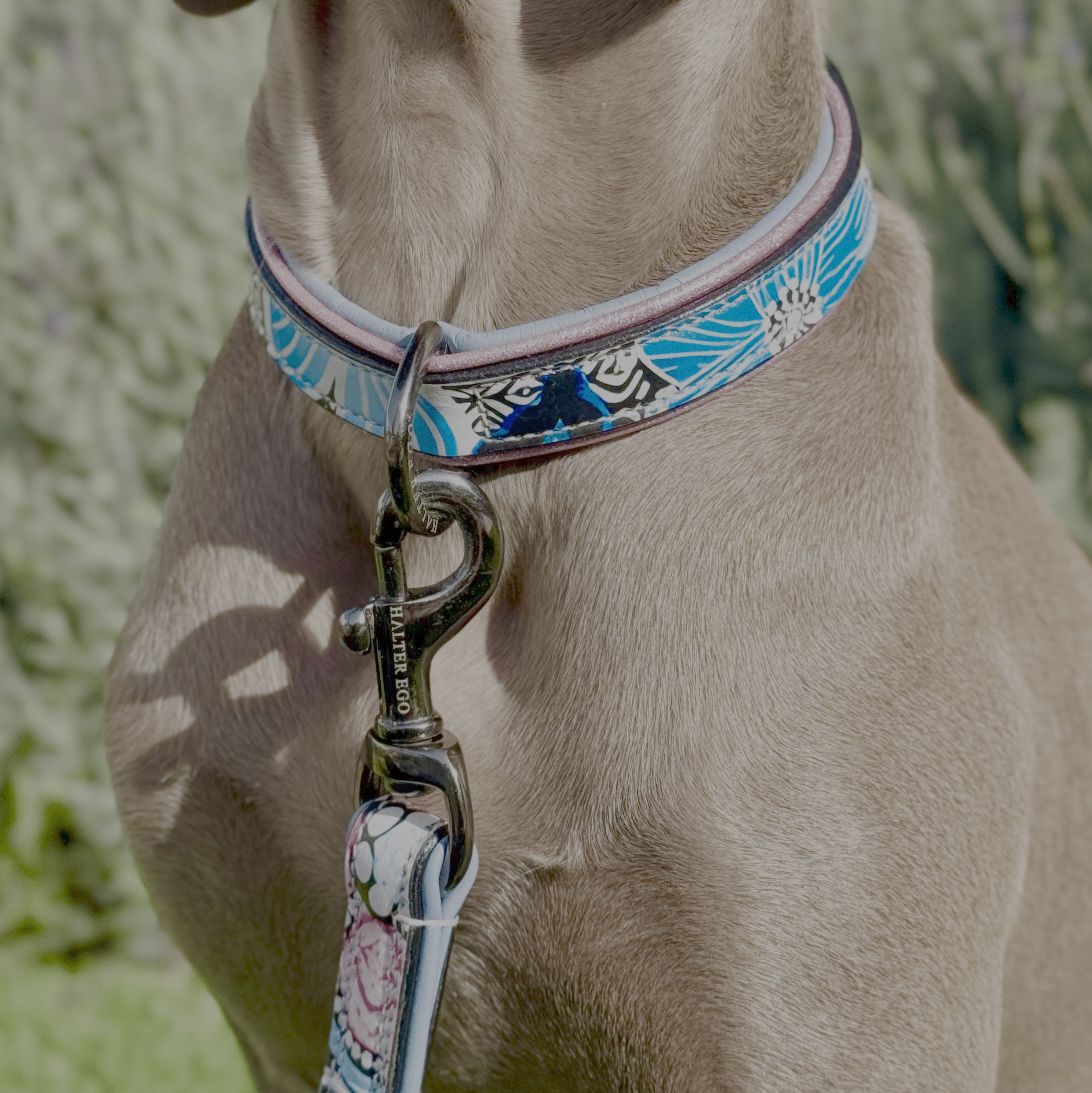 Halter Ego The Blossom Leather Dog Collar - Equiluxe Tack