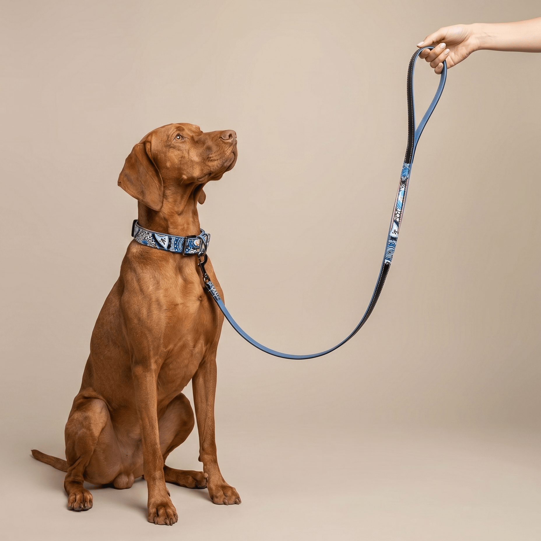Halter Ego The Blossom Leather Dog Collar - Equiluxe Tack