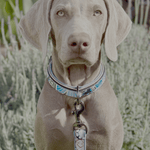 Halter Ego The Blossom Leather Dog Collar - Equiluxe Tack