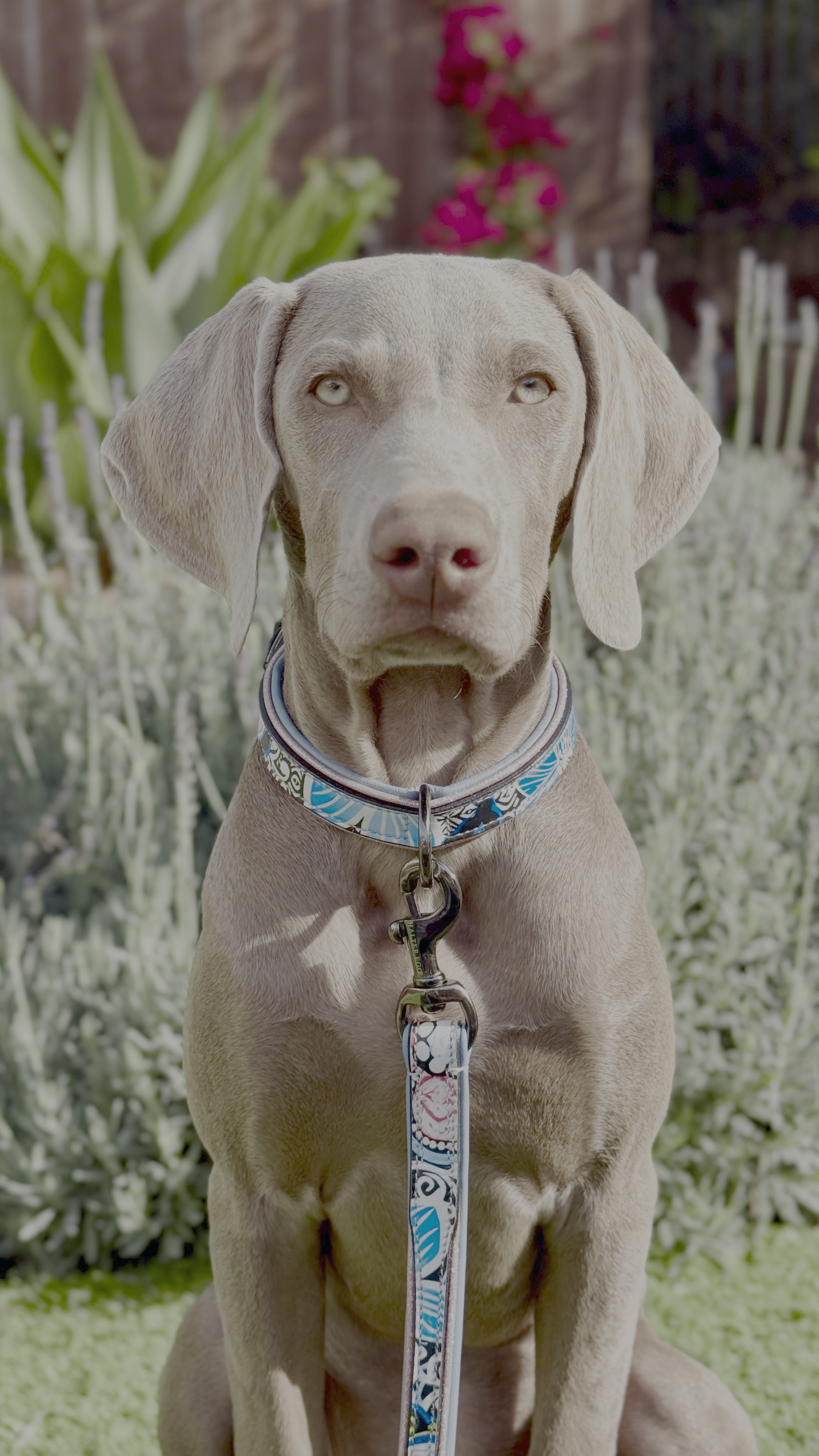 Halter Ego The Blossom Leather Dog Collar - Equiluxe Tack