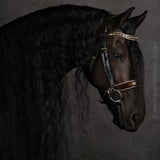 Halter Ego The Champagne Black Leather Snaffle Bridle - Halter Ego® - Equiluxe Tack