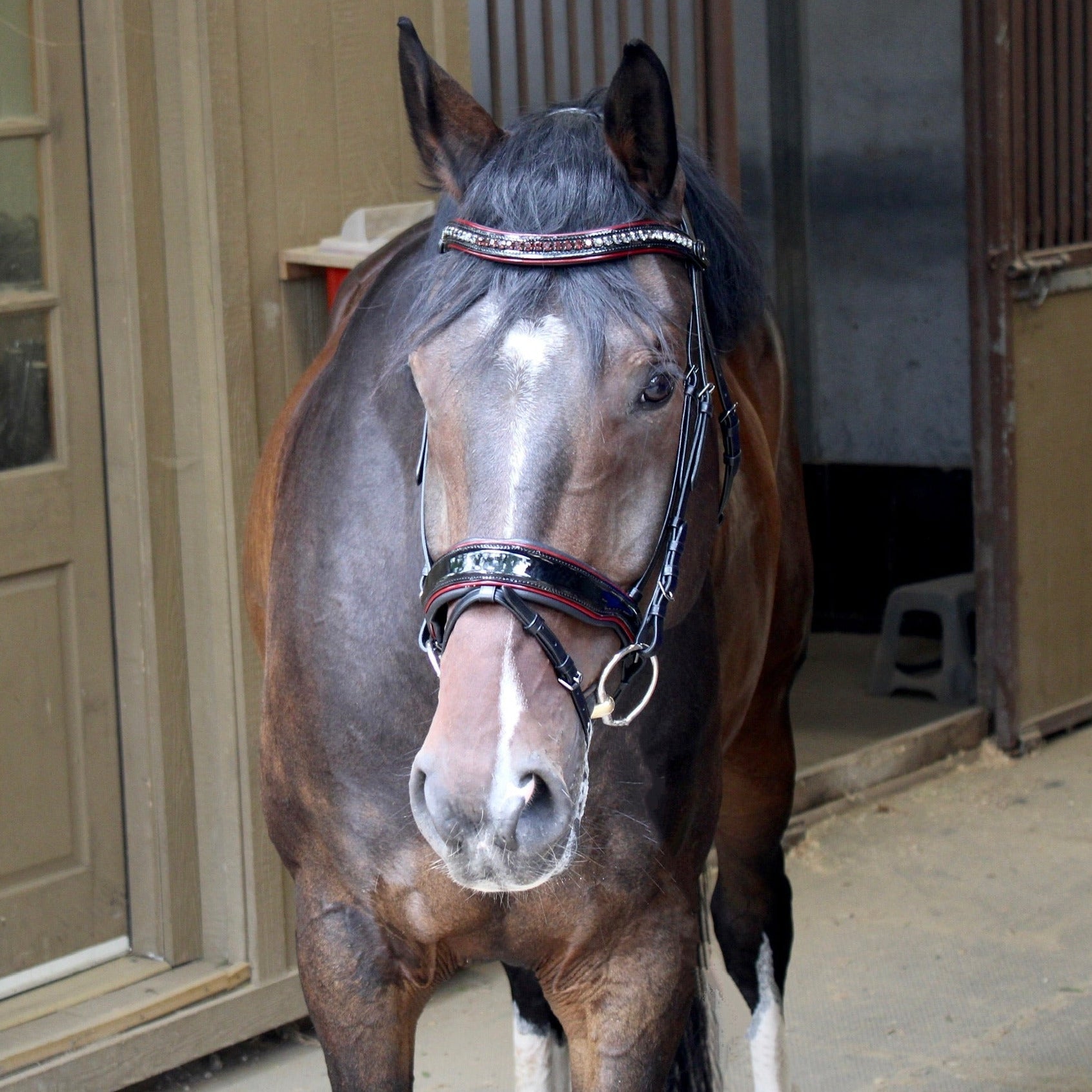 Halter Ego The Hayworth - Black Patent Snaffle with Burgundy Patent Piping & Removable Flash - Halter Ego® - Equiluxe Tack