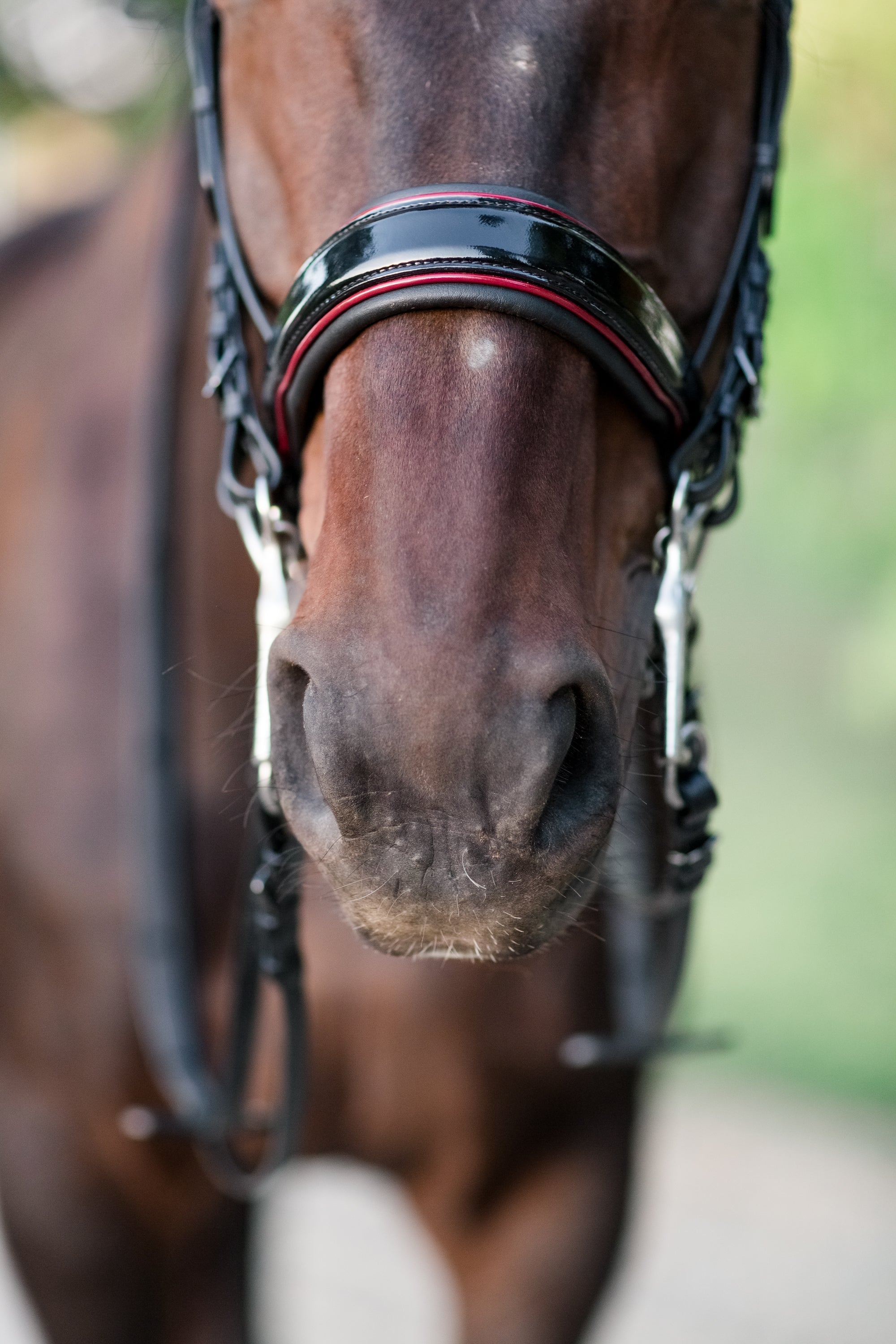 Halter Ego The Hayworth Double - Black Patent Double Bridle - Halter Ego® - Equiluxe Tack
