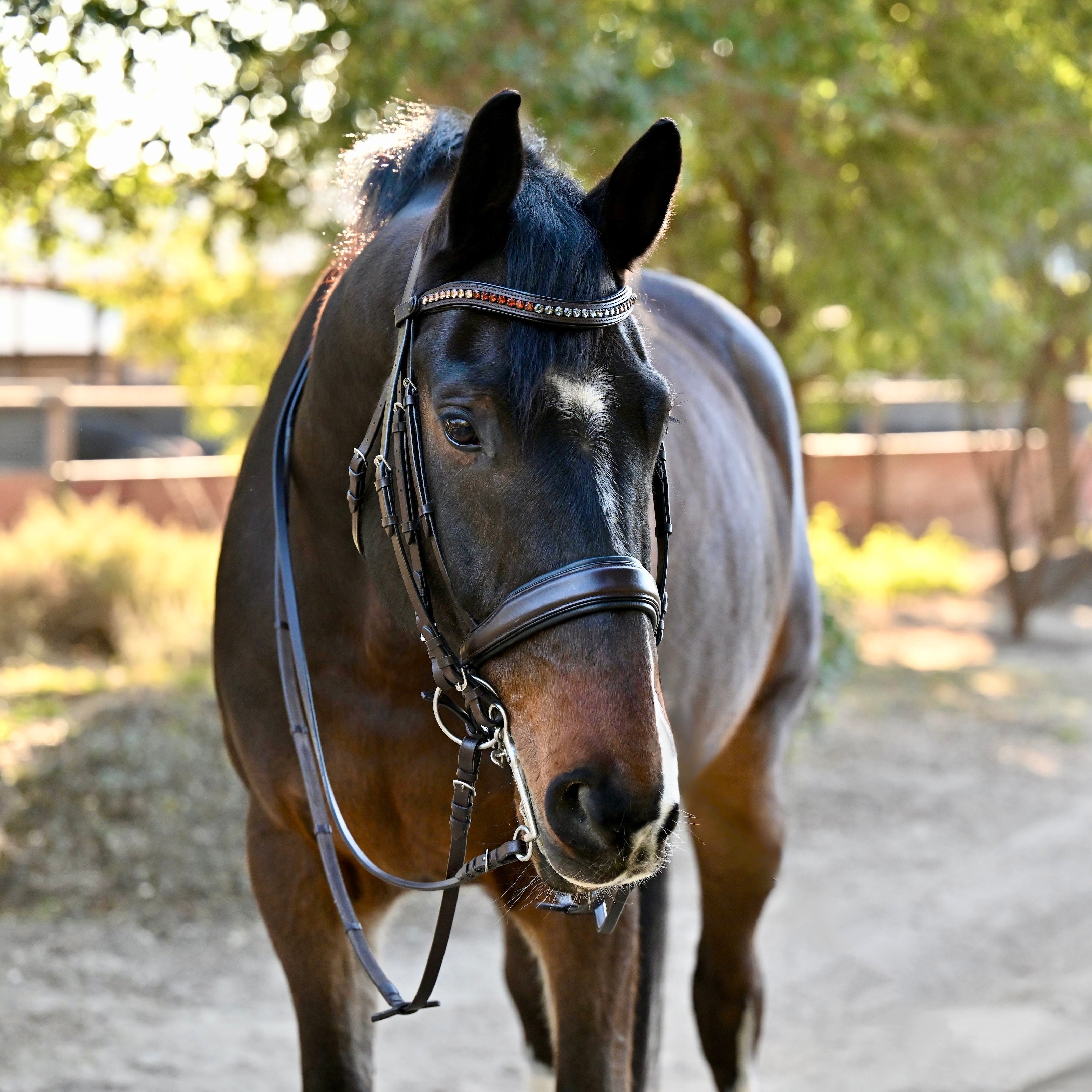 Halter Ego The Sarah - Maple Brown Leather Double - Halter Ego® - Equiluxe Tack