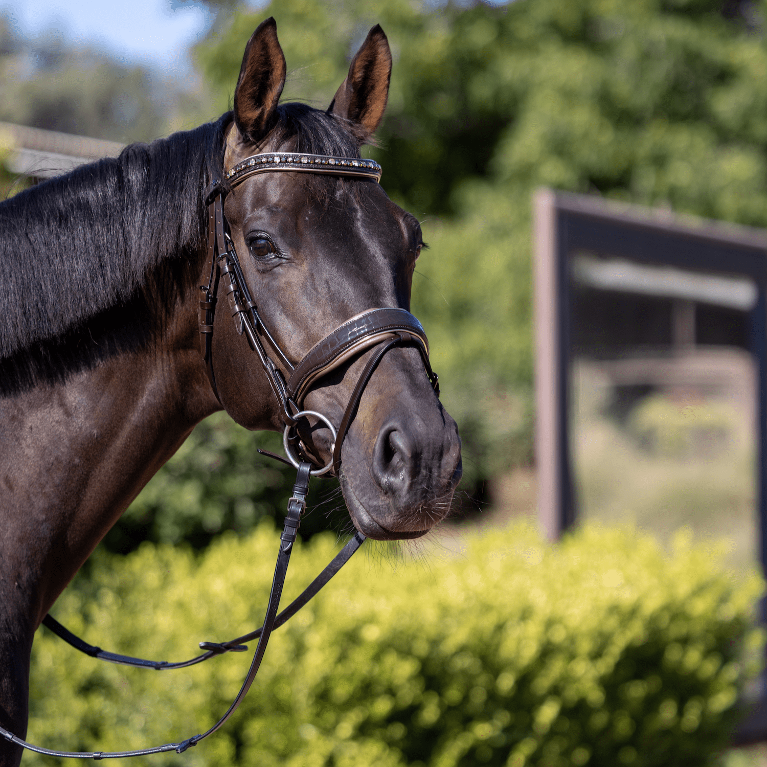 Halter Ego The Sun King Brown Patent Leather Snaffle Bridle - Halter Ego® - Equiluxe Tack