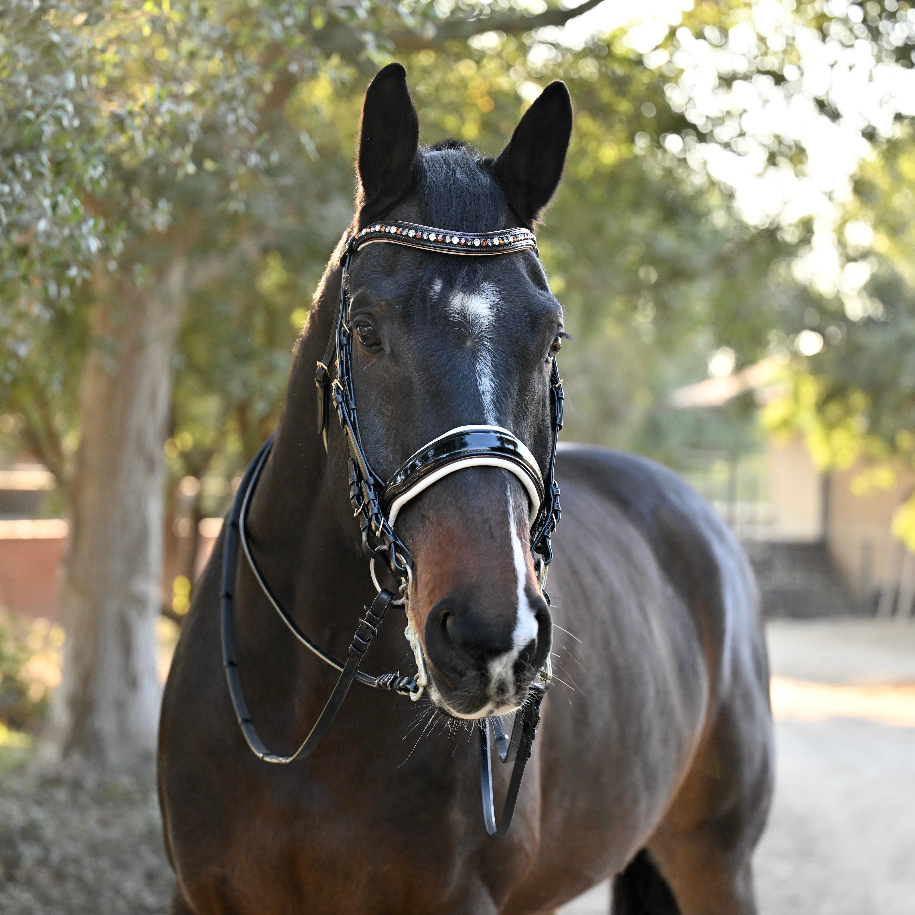 Halter Ego The Taos Black Patent Double - Halter Ego® - Equiluxe Tack