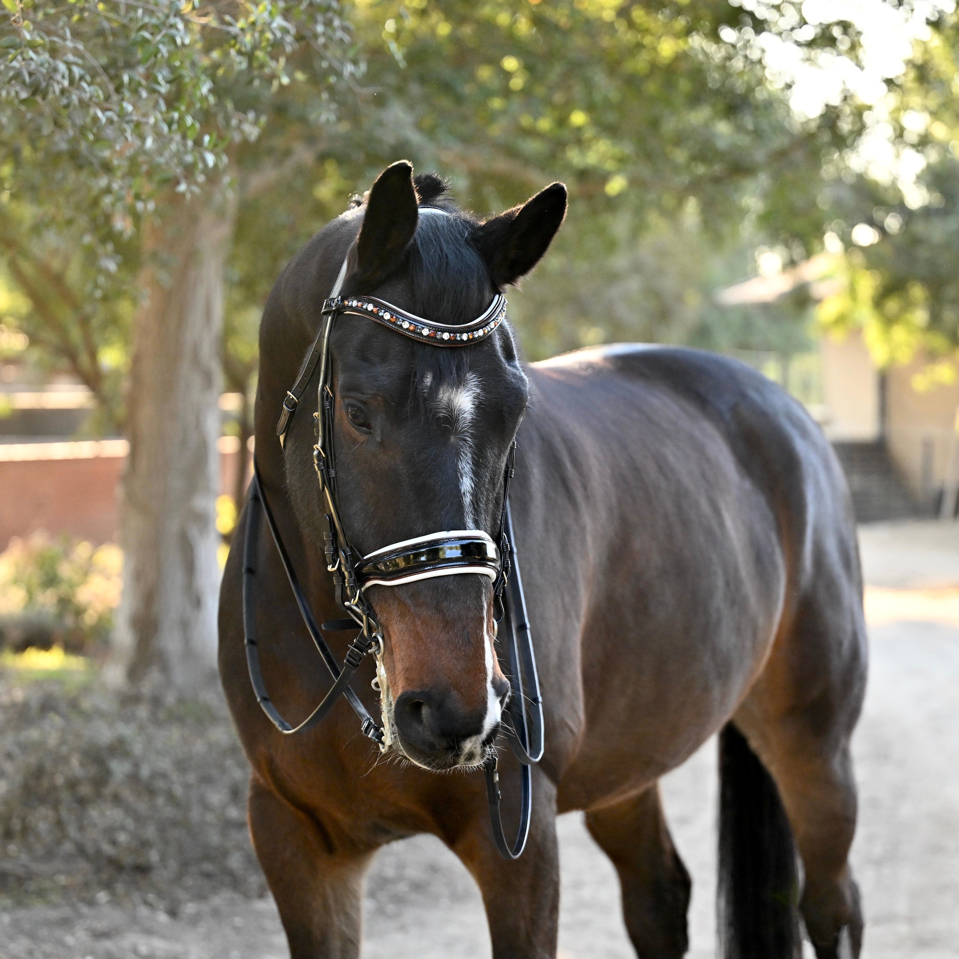 Halter Ego The Taos Black Patent Double - Halter Ego® - Equiluxe Tack