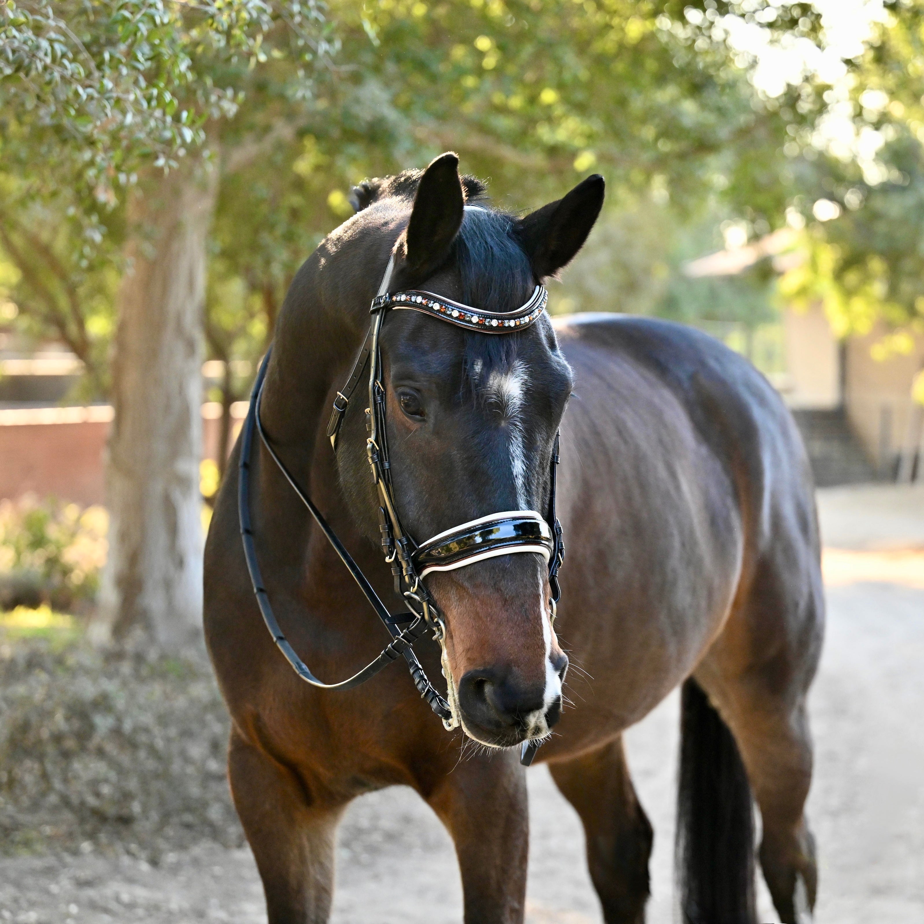 Halter Ego The Taos Black Patent Double - Halter Ego® - Equiluxe Tack