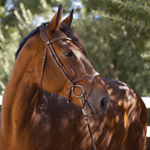 Halter Ego The Triomphe - Tabac & Cognac Leather Bridle - Halter Ego® - Equiluxe Tack