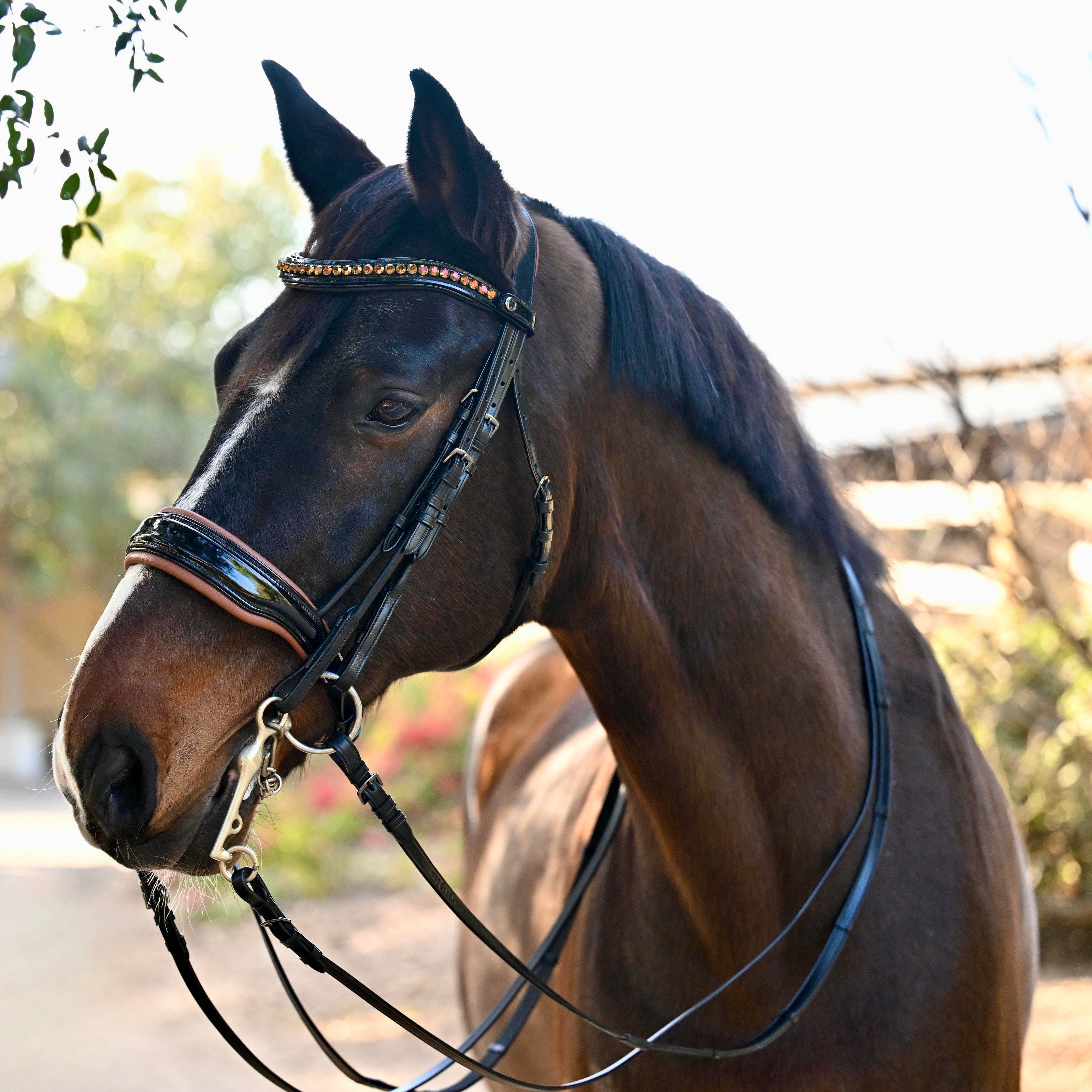 Halter Ego The Umbria Rolled Black Patent Leather Double Bridle - Equiluxe Tack