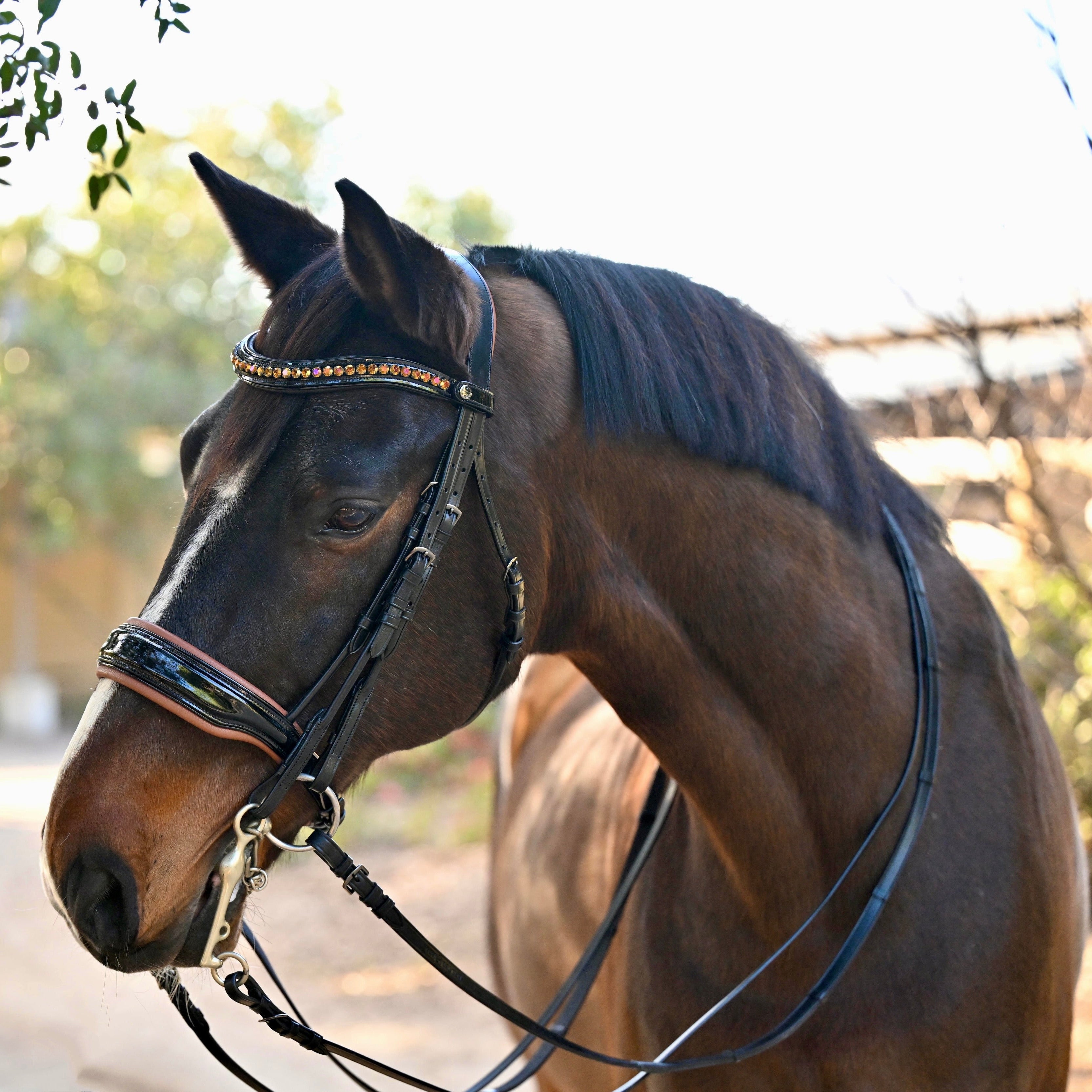 Halter Ego The Umbria Rolled Black Patent Leather Double Bridle - Equiluxe Tack