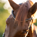 Halter Ego Triomphe Black Leather & Cognac Leather Snaffle Bridle - Halter Ego® - Equiluxe Tack