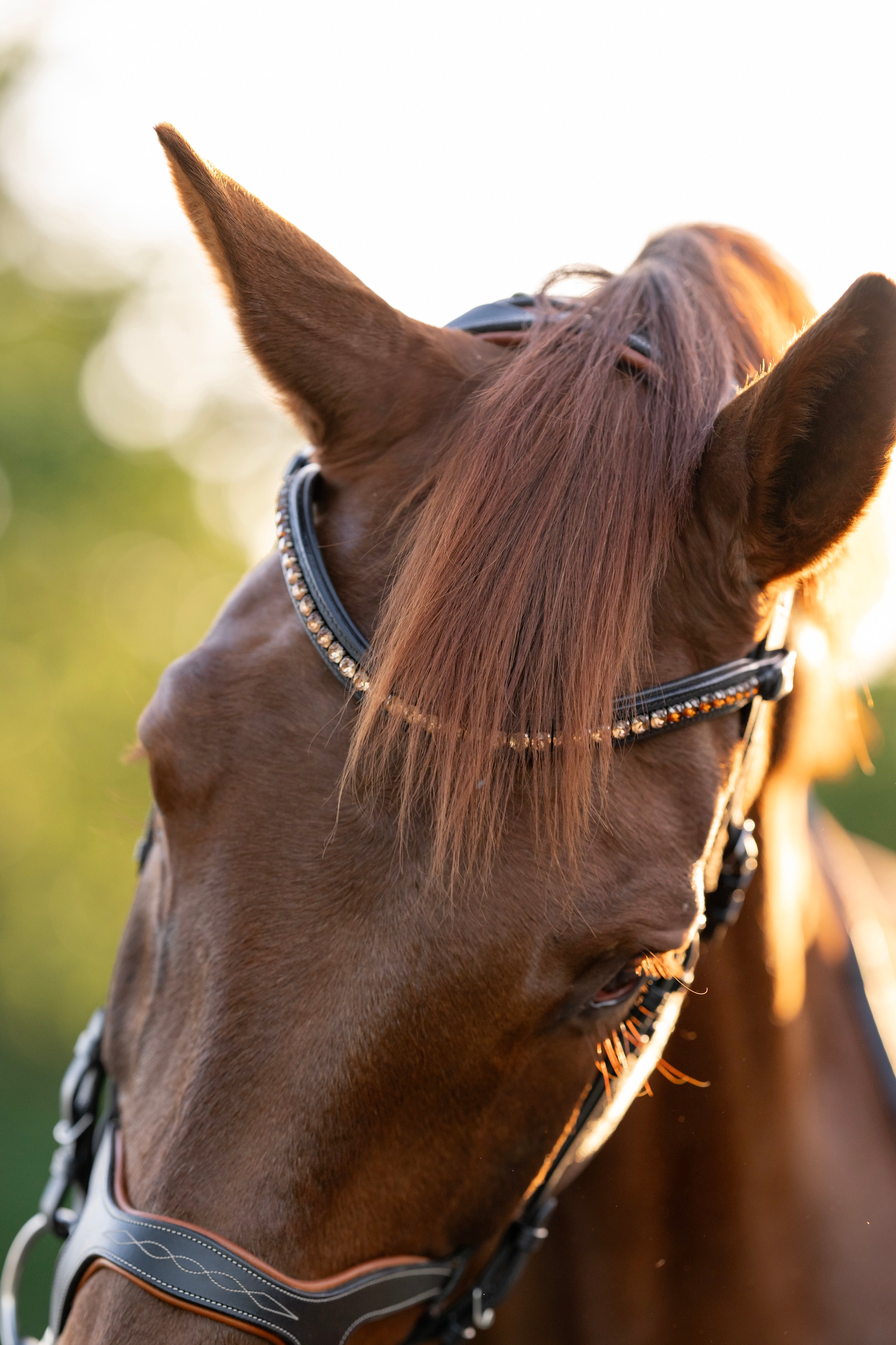 Halter Ego Triomphe Black Leather & Cognac Leather Snaffle Bridle - Halter Ego® - Equiluxe Tack
