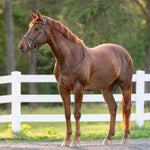 Halter Ego Triomphe Black Leather & Cognac Leather Snaffle Bridle - Halter Ego® - Equiluxe Tack