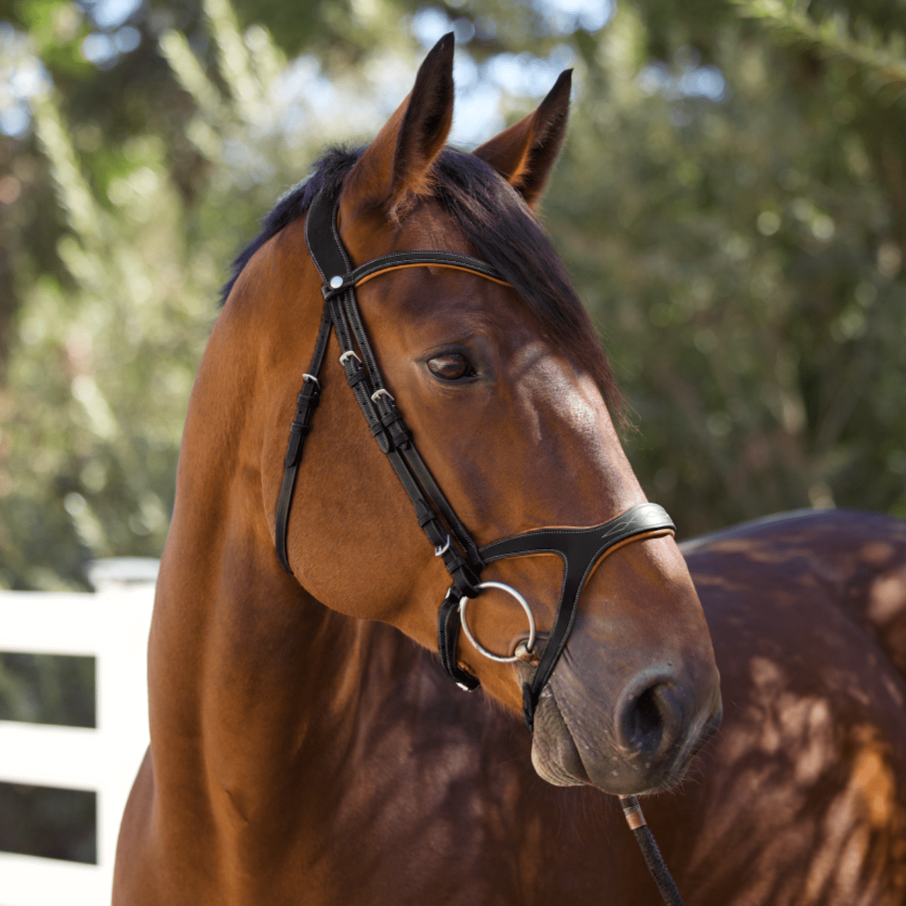 Halter Ego Triomphe Black Leather & Cognac Leather Snaffle Bridle - Halter Ego® - Equiluxe Tack