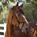 Halter Ego Triomphe Black Leather & Cognac Leather Snaffle Bridle - Halter Ego® - Equiluxe Tack