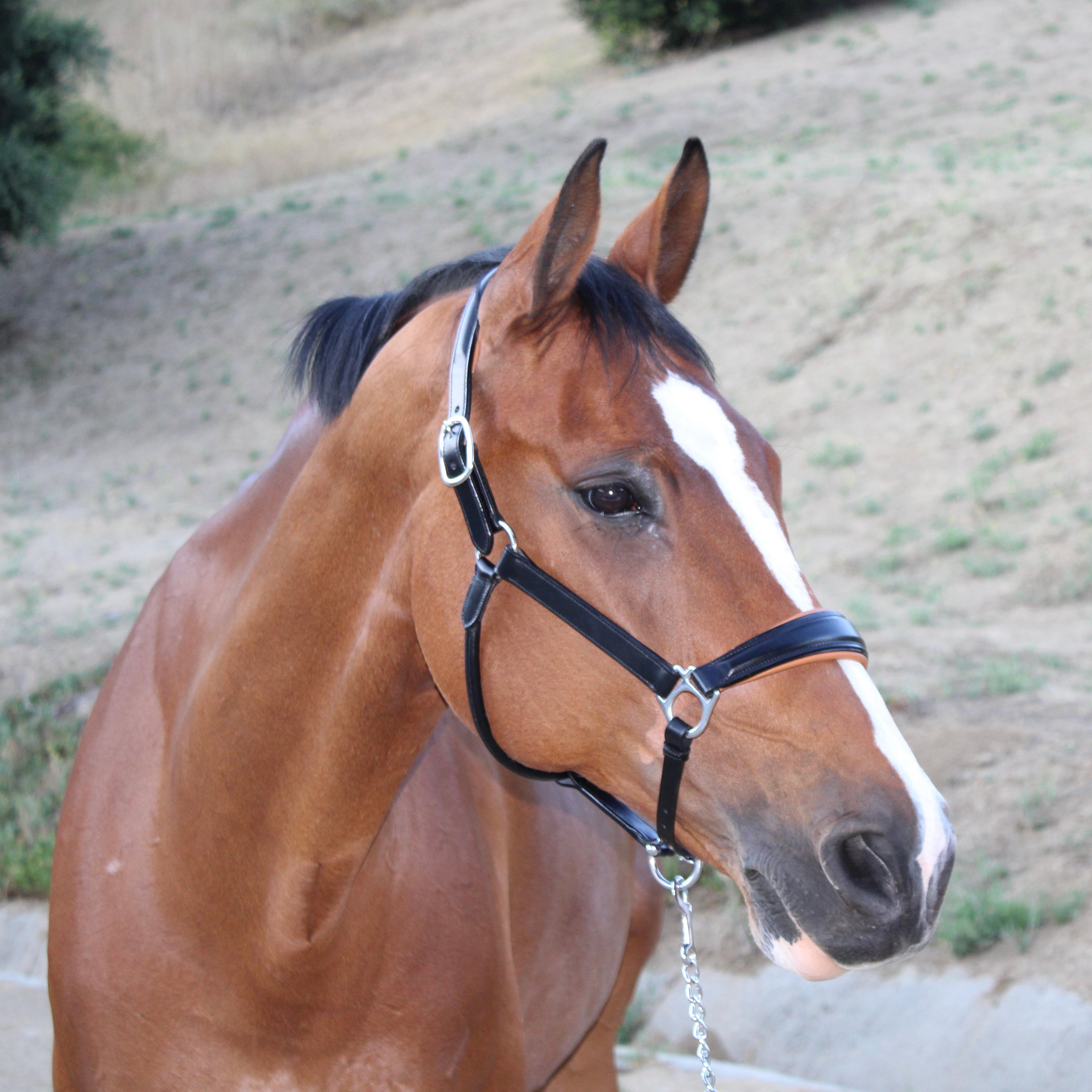 Halter Ego Tuscany Black Leather Halter with Cognac Padding - Halter Ego® - Equiluxe Tack