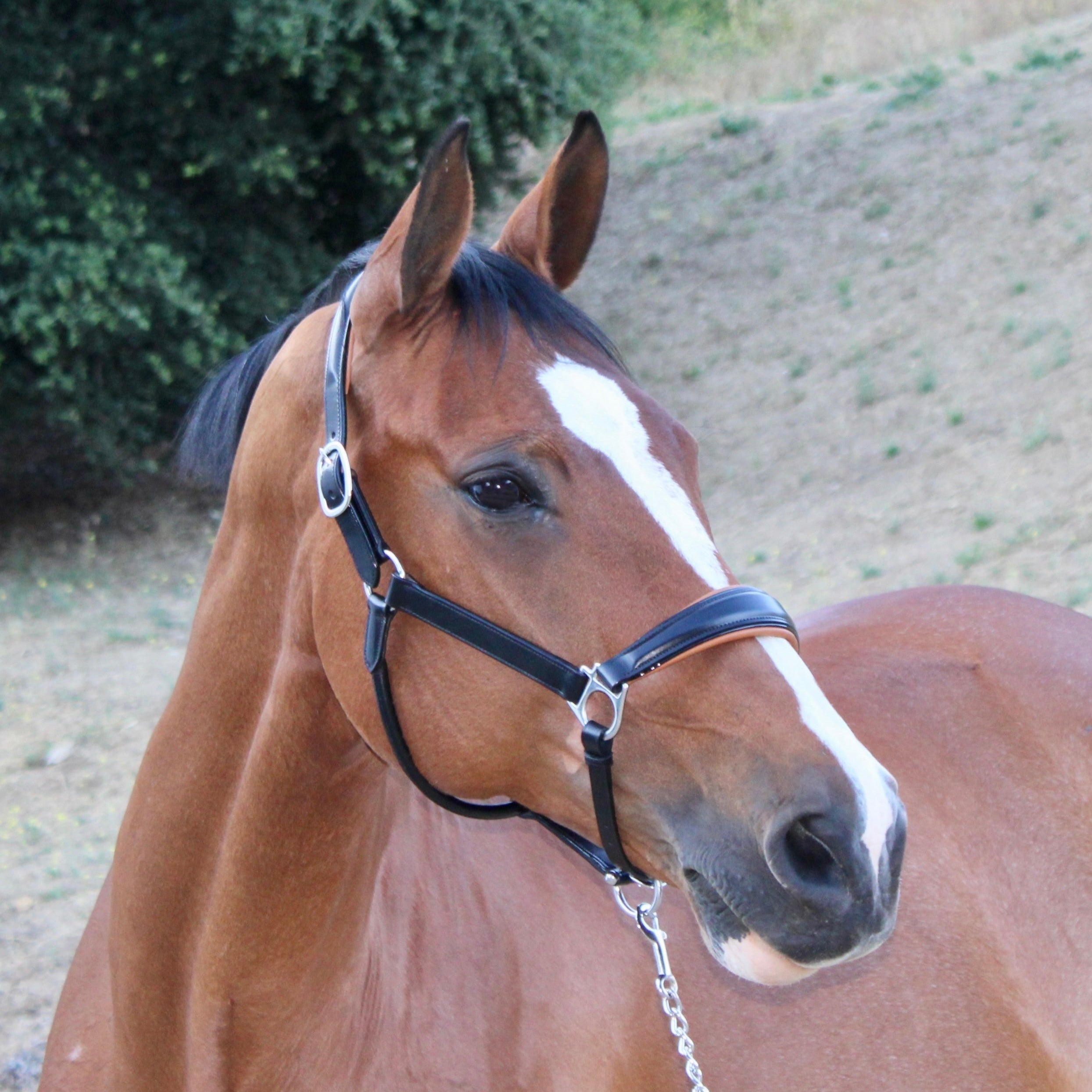 Halter Ego Tuscany Black Leather Halter with Cognac Padding - Halter Ego® - Equiluxe Tack
