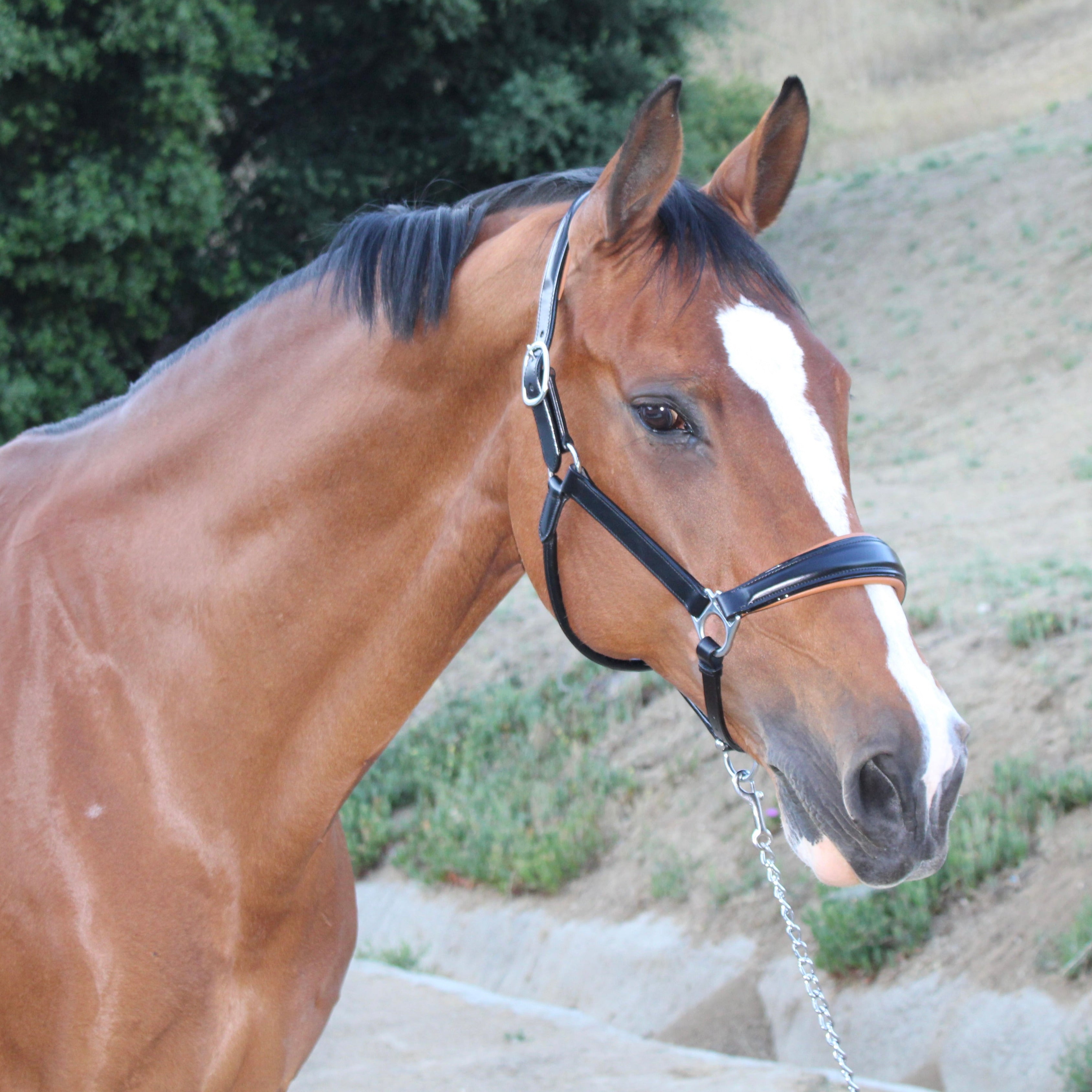 Halter Ego Tuscany Black Leather Halter with Cognac Padding - Halter Ego® - Equiluxe Tack