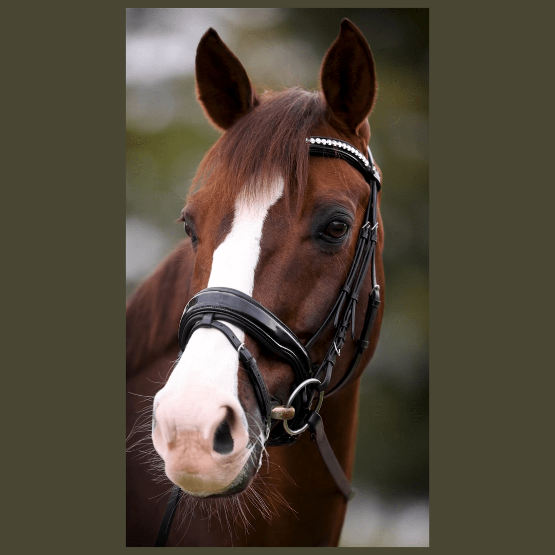 Halter Ego Valentina Black Patent Sparkle Snaffle Bridle - Equiluxe Tack