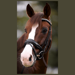 Halter Ego Valentina Black Patent Sparkle Snaffle Bridle - Equiluxe Tack