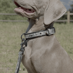 Halter Ego Venetian Leather Dog Collar - Equiluxe Tack