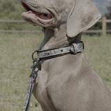 Halter Ego Venetian Leather Dog Leash - Equiluxe Tack
